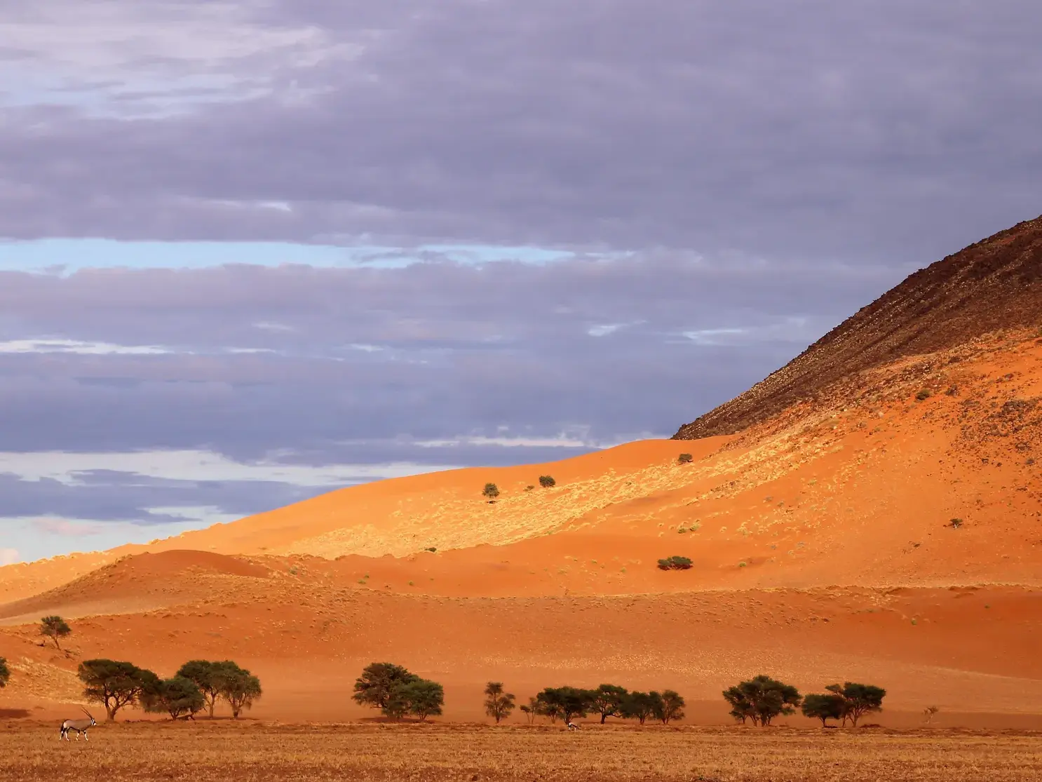 Wanderung durch die Namib-Wüste: Weite, rote Dünenlandschaft mit Akazienbäumen und einer Antilope im Vordergrund.