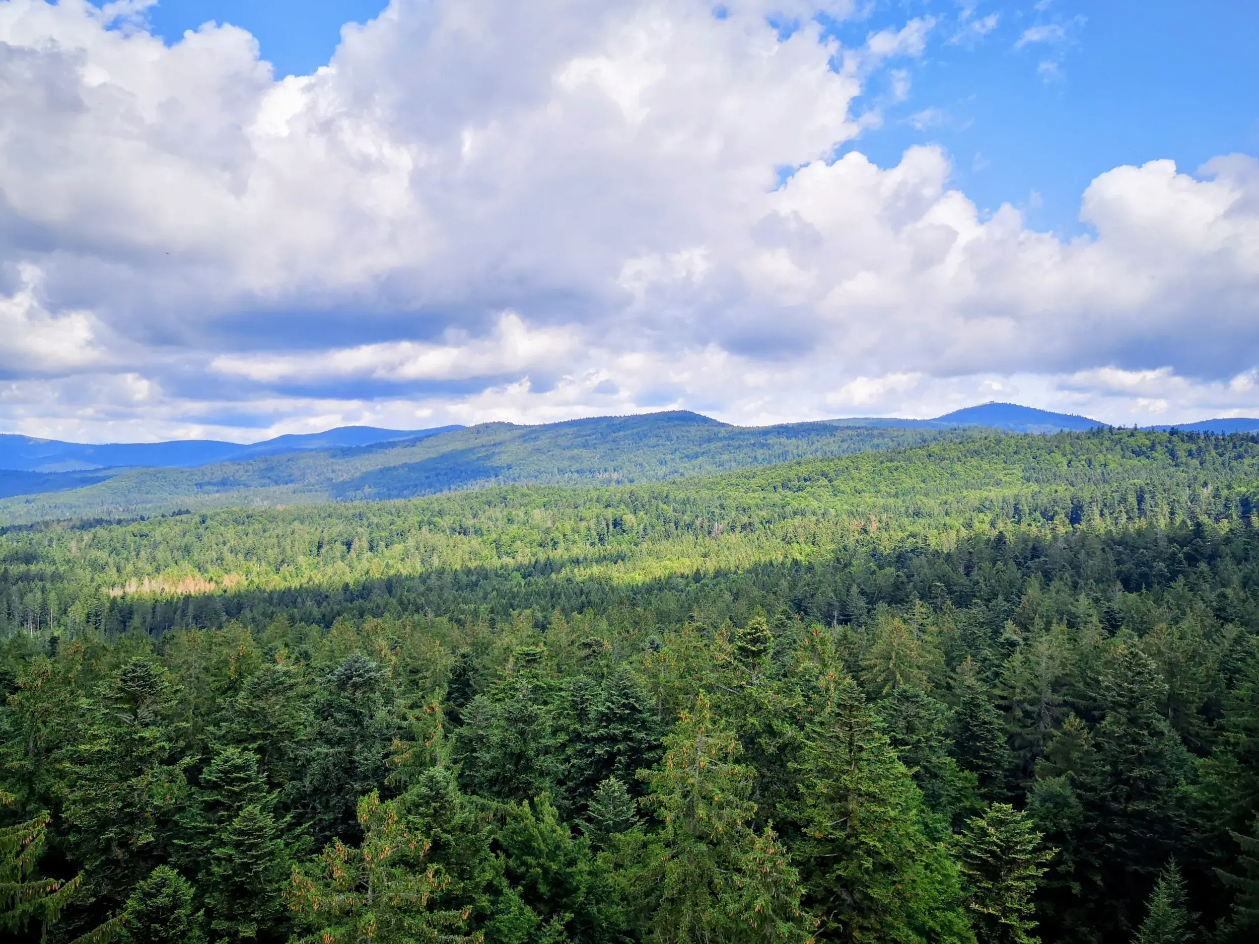 Atemberaubender Ausblick beim Wandern über ein dichtes Waldmeer und die hügelige Landschaft eines Mittelgebirges.