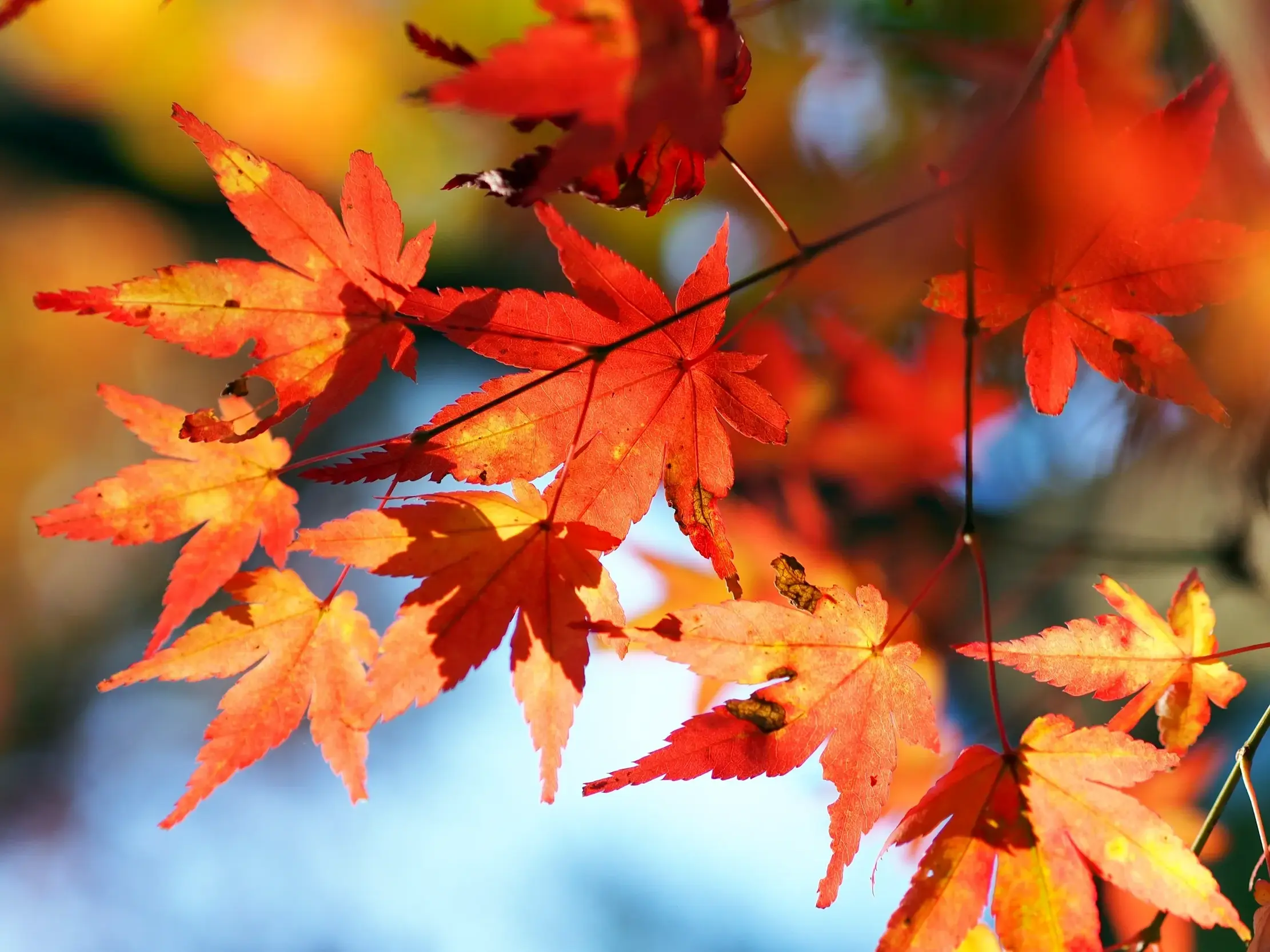 Nahaufnahme von sonnendurchleuchteten, scharlachroten Ahornblättern (Momiji) während einer Studienreise in Japan.