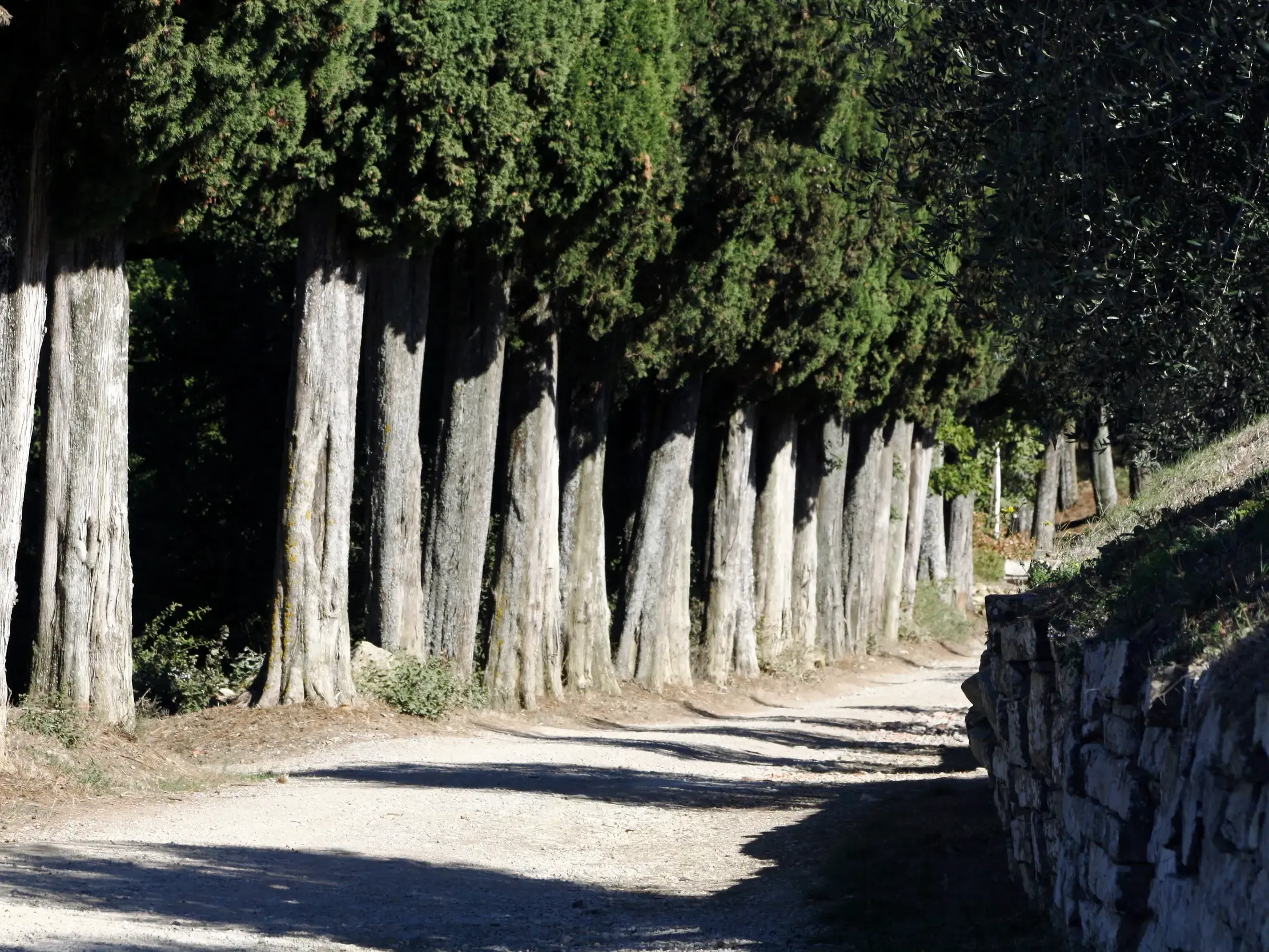 Wanderweg der Via Francigena in der Toskana, gesäumt von einer Allee aus alten Zypressen und einer traditionellen Steinmauer.