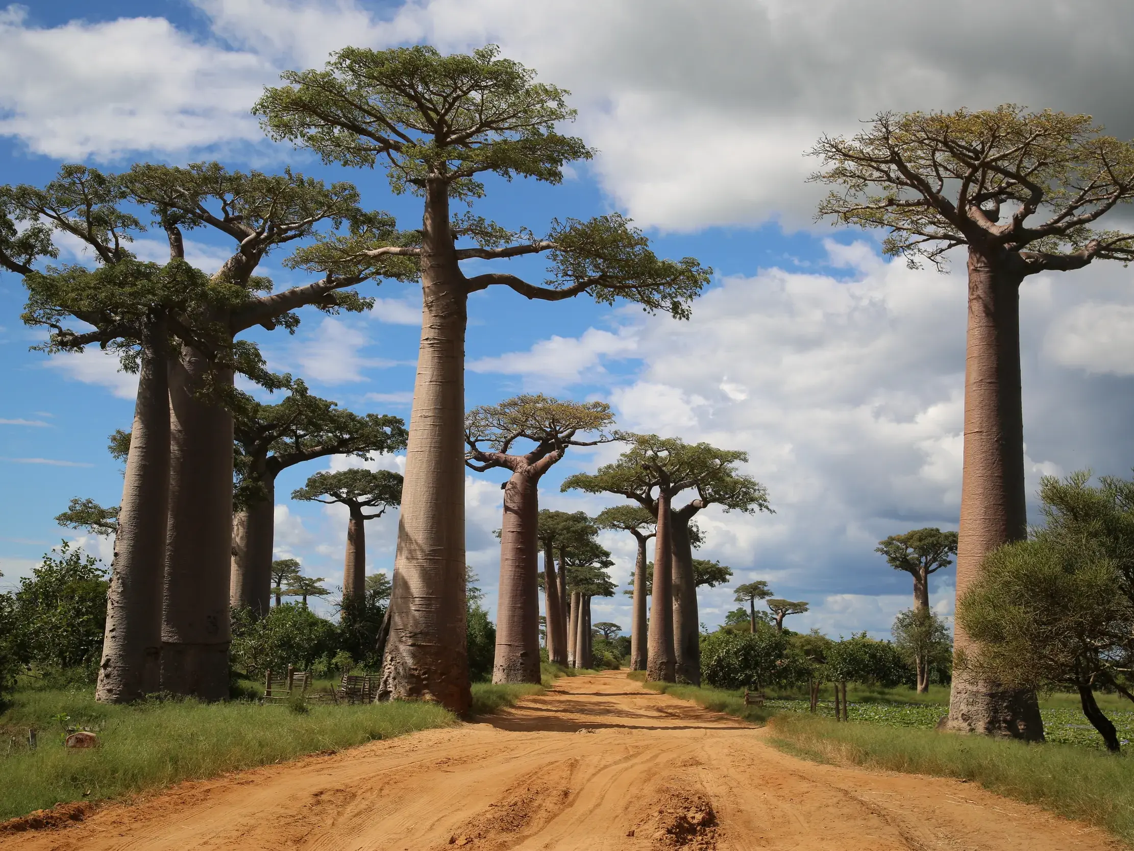 Eine rote Erdstraße führt durch die berühmte Baobab-Allee in Madagaskar. Die riesigen Elefantenbäume ragen in den Himmel.