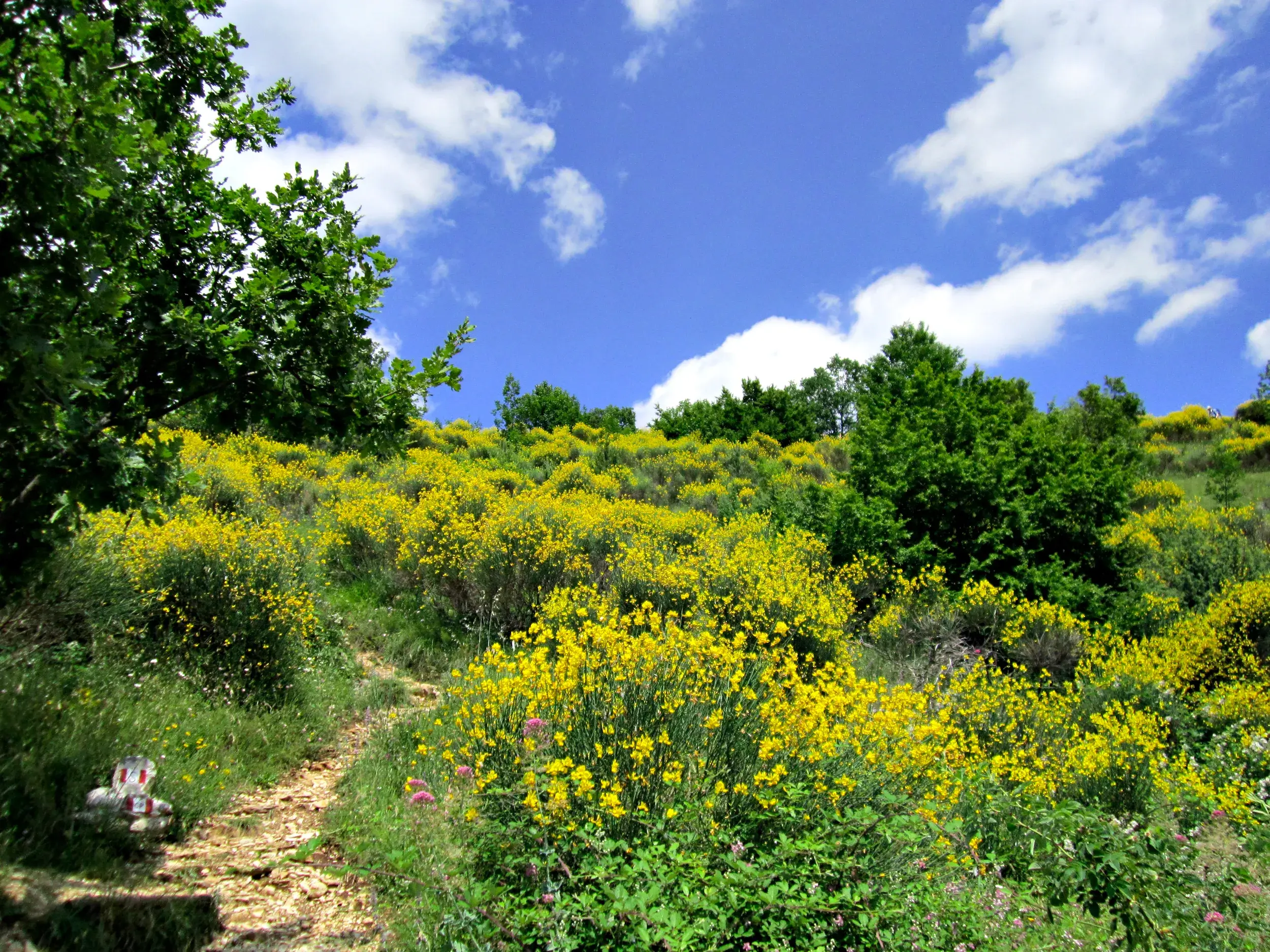 Ein schmaler Wanderpfad führt durch eine hügelige Landschaft mit gelb blühenden Büschen in Umbrien unter blauem Himmel.