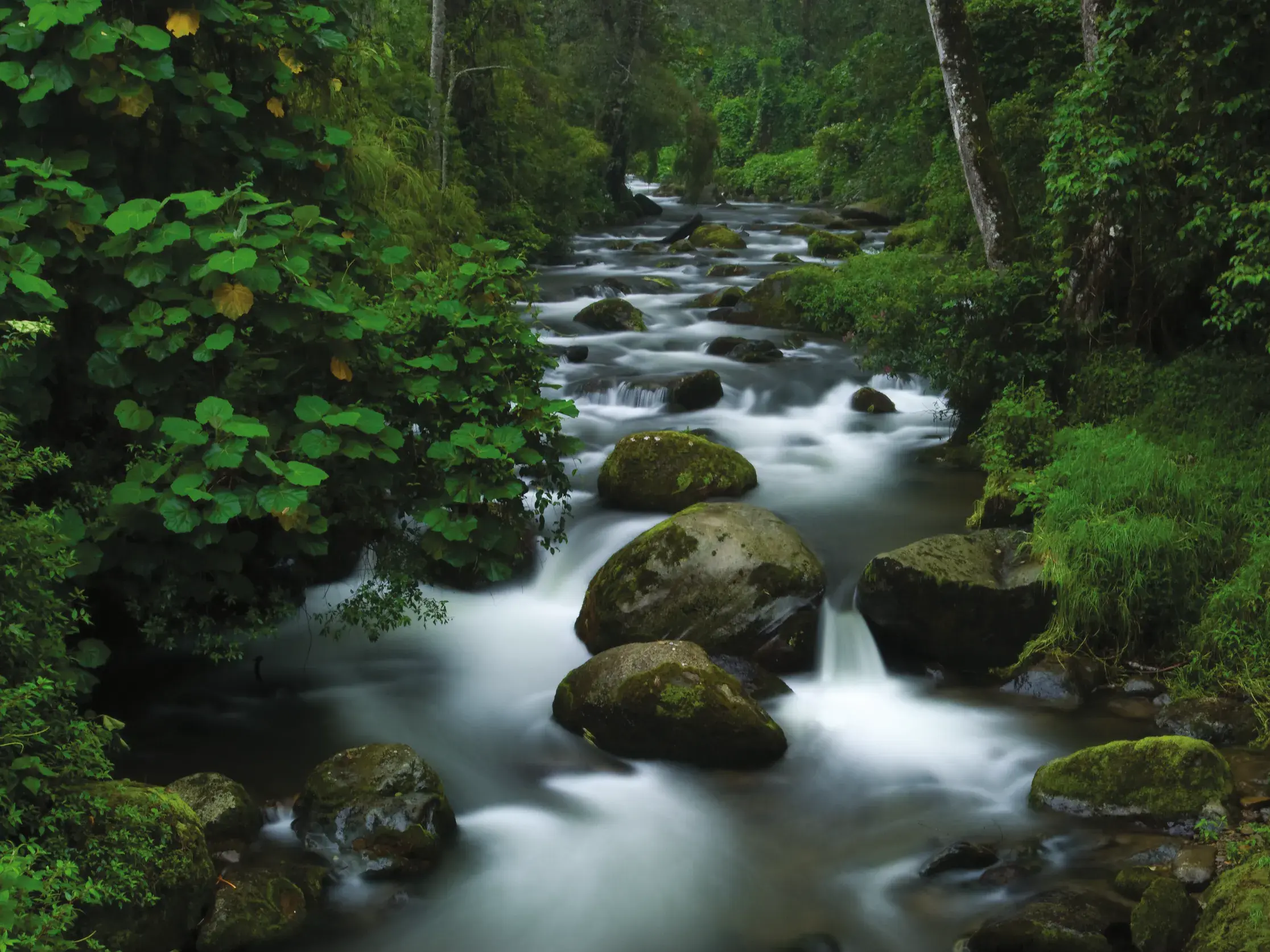 Seidig-weißes Wasser eines Flusses strömt über moosbewachsene Felsen in Costa Ricas dichtem, grünem Regenwald.