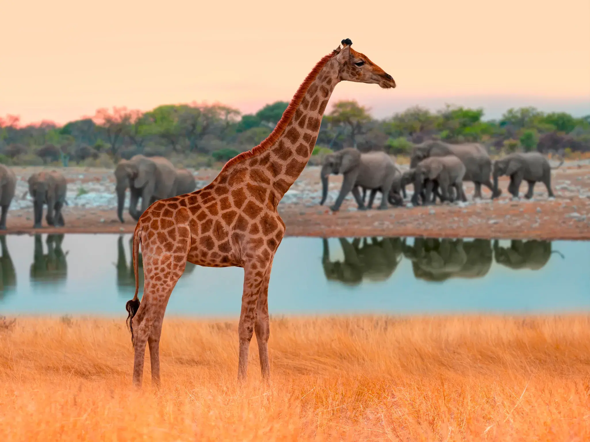 Eine Giraffe im warmen Abendlicht mit einer Elefantenherde an einem Wasserloch im Etoscha-Nationalpark in Namibia.