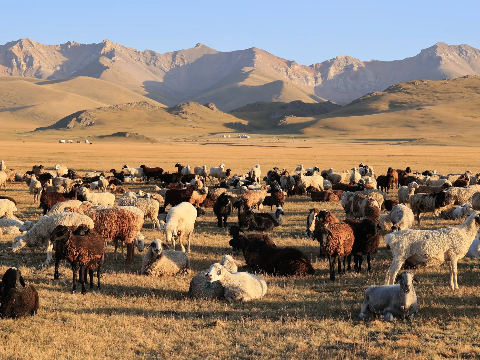 Große Herde Schafe und Ziegen auf einer weiten Steppe in Kirgistan, im Hintergrund die Berge nahe dem Songköl See.
