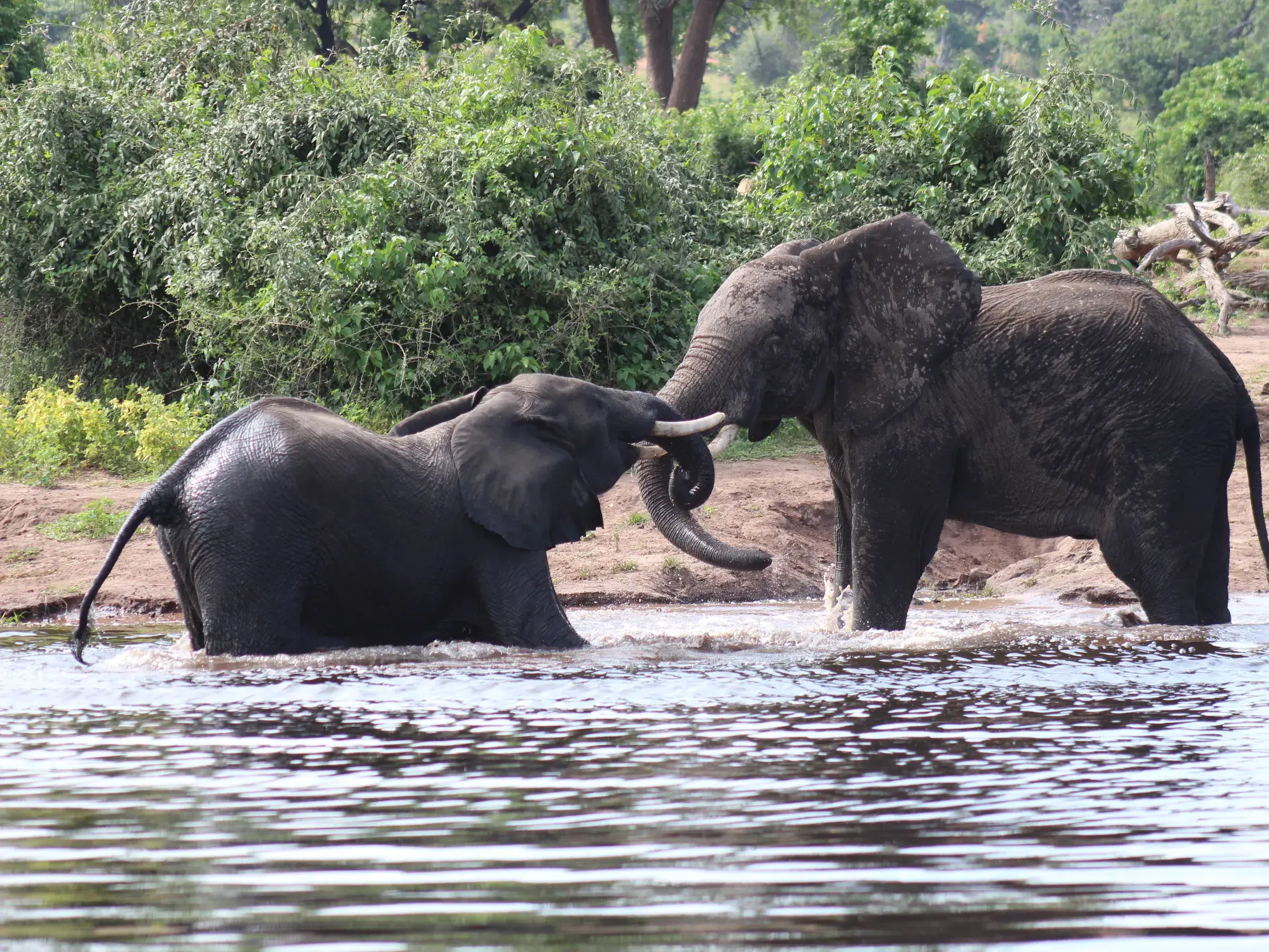 Zwei junge Elefanten spielen mit verschlungenen Rüsseln im Wasser des Chobe Nationalparks während einer Safari in Botswana.