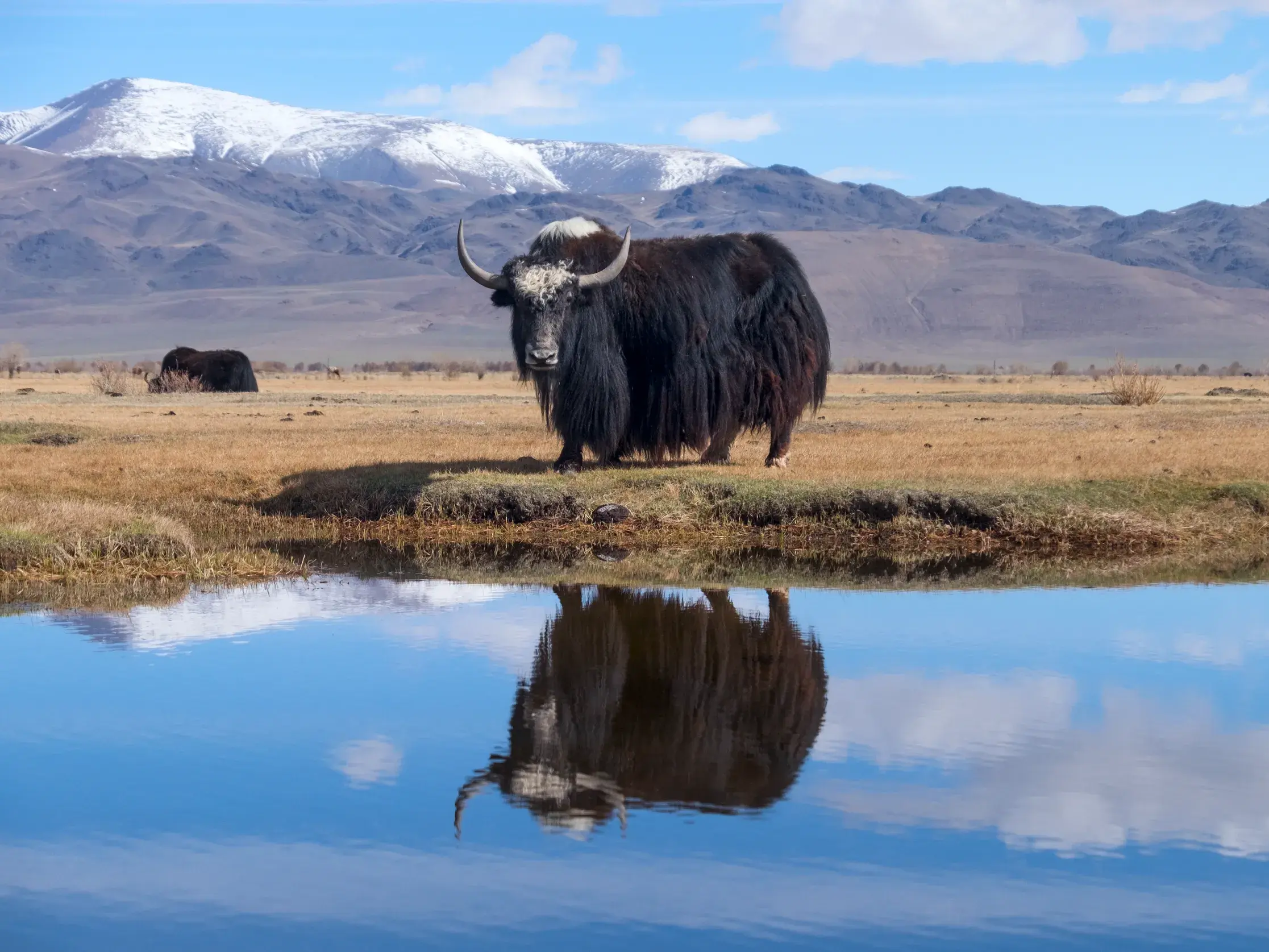 Ein zotteliger Yak spiegelt sich in einem See vor der Kulisse schneebedeckter Berge in der weiten Steppe der Mongolei.