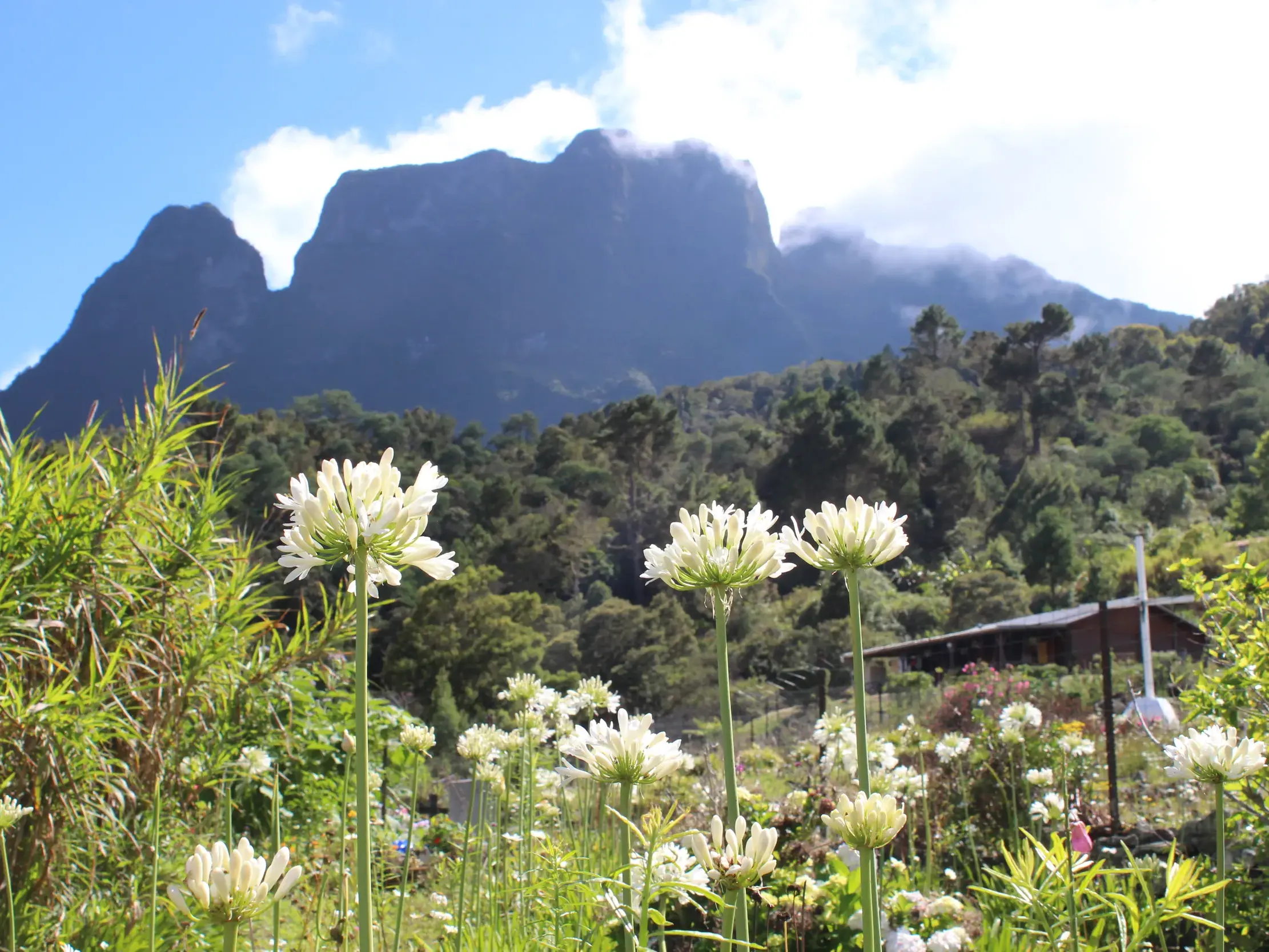 Weiße Schmucklilien blühen auf einer Wanderung in La Réunion vor der wolkenverhangenen Bergkulisse des Piton des Neiges.
