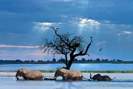 Elefantenherde beim Baden im Chobe-Nationalpark, während Sonnenstrahlen durch die Wolkendecke auf das Wasser scheinen.