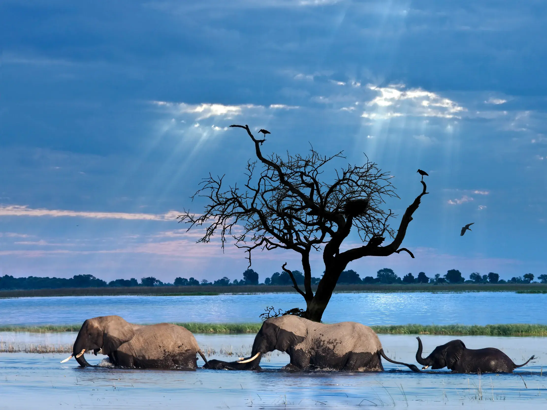 Drei Elefanten baden im Chobe-Nationalpark in Botswana, im Hintergrund ein kahler Baum und dramatische Sonnenstrahlen.