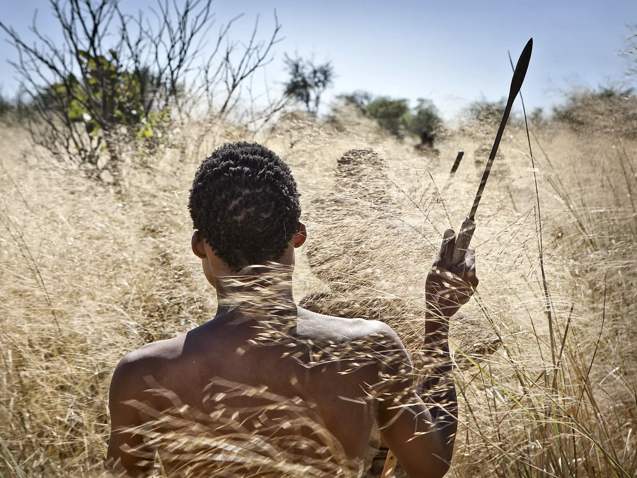 Ein Angehöriger der San mit Speer in der Hand auf der Pirsch durch das hohe Savannengras in den Erongobergen Namibias.