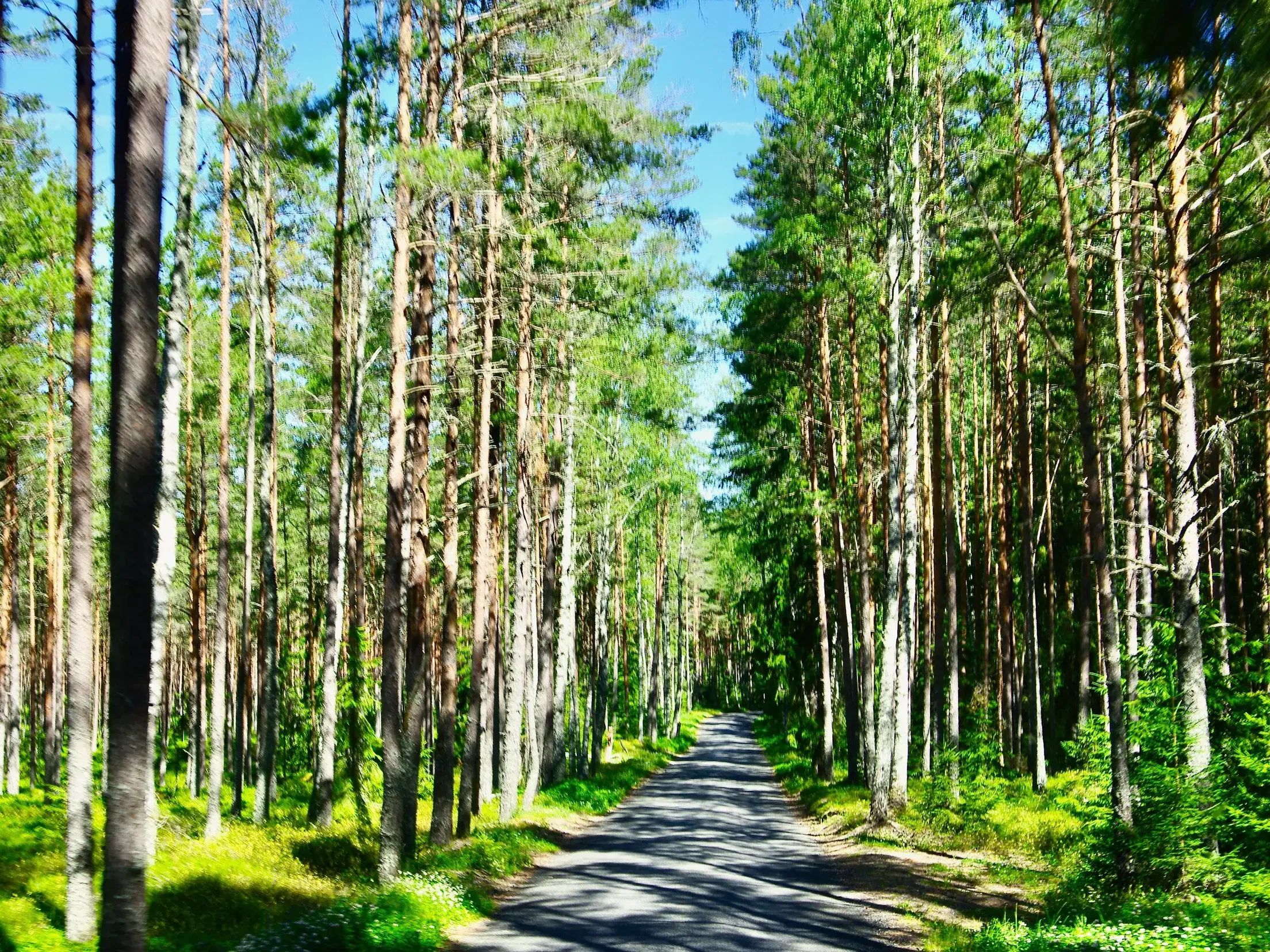 Eine schmale Straße führt auf einer Wanderreise durch einen sonnendurchfluteten, dichten Kiefernwald im Lahemaa-Nationalpark.