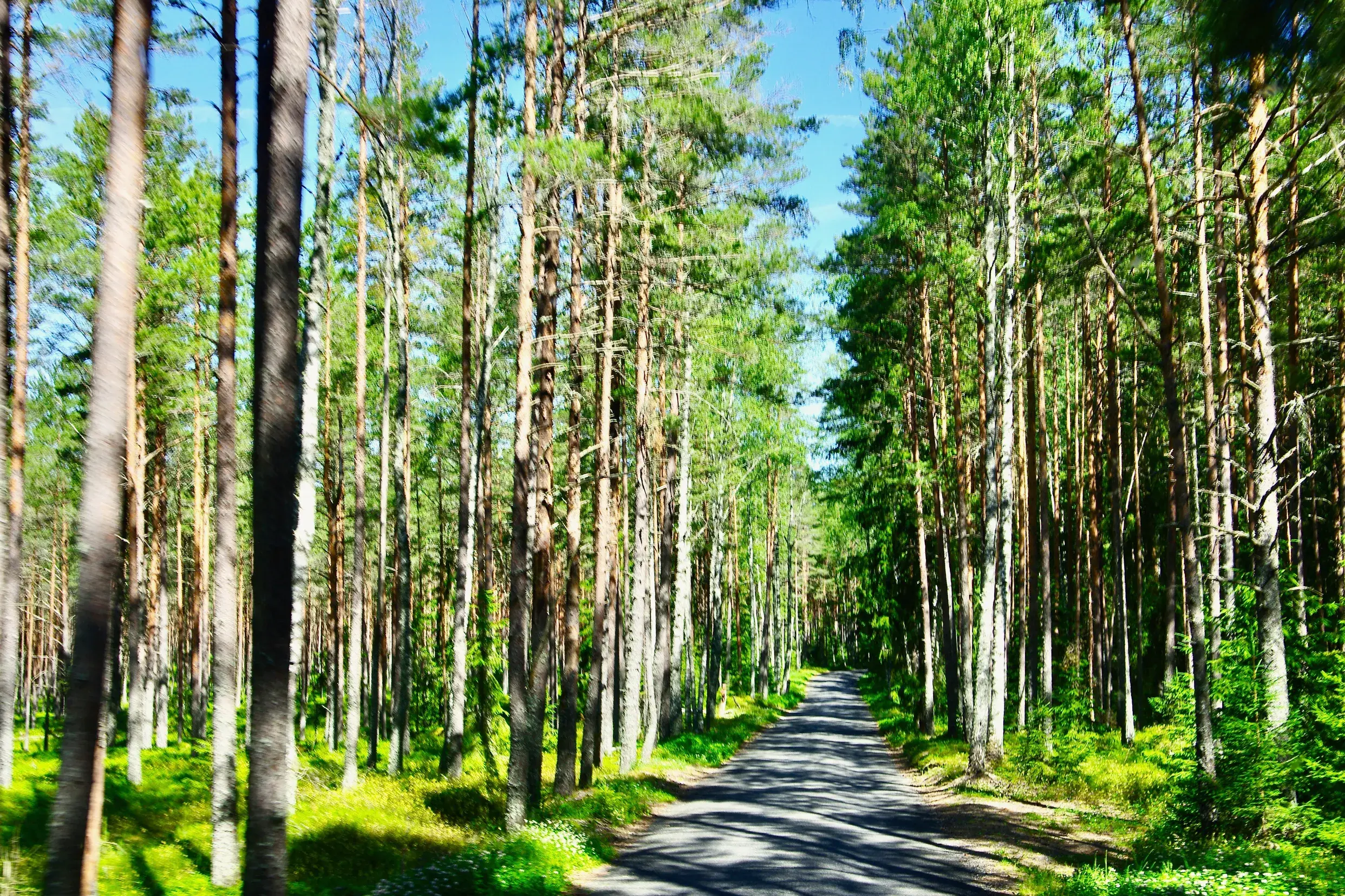 Eine schmale Straße führt auf einer Wanderreise durch einen sonnendurchfluteten, dichten Kiefernwald im Lahemaa-Nationalpark.