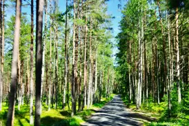 Eine schmale Straße führt auf einer Wanderreise durch einen sonnendurchfluteten, dichten Kiefernwald im Lahemaa-Nationalpark.