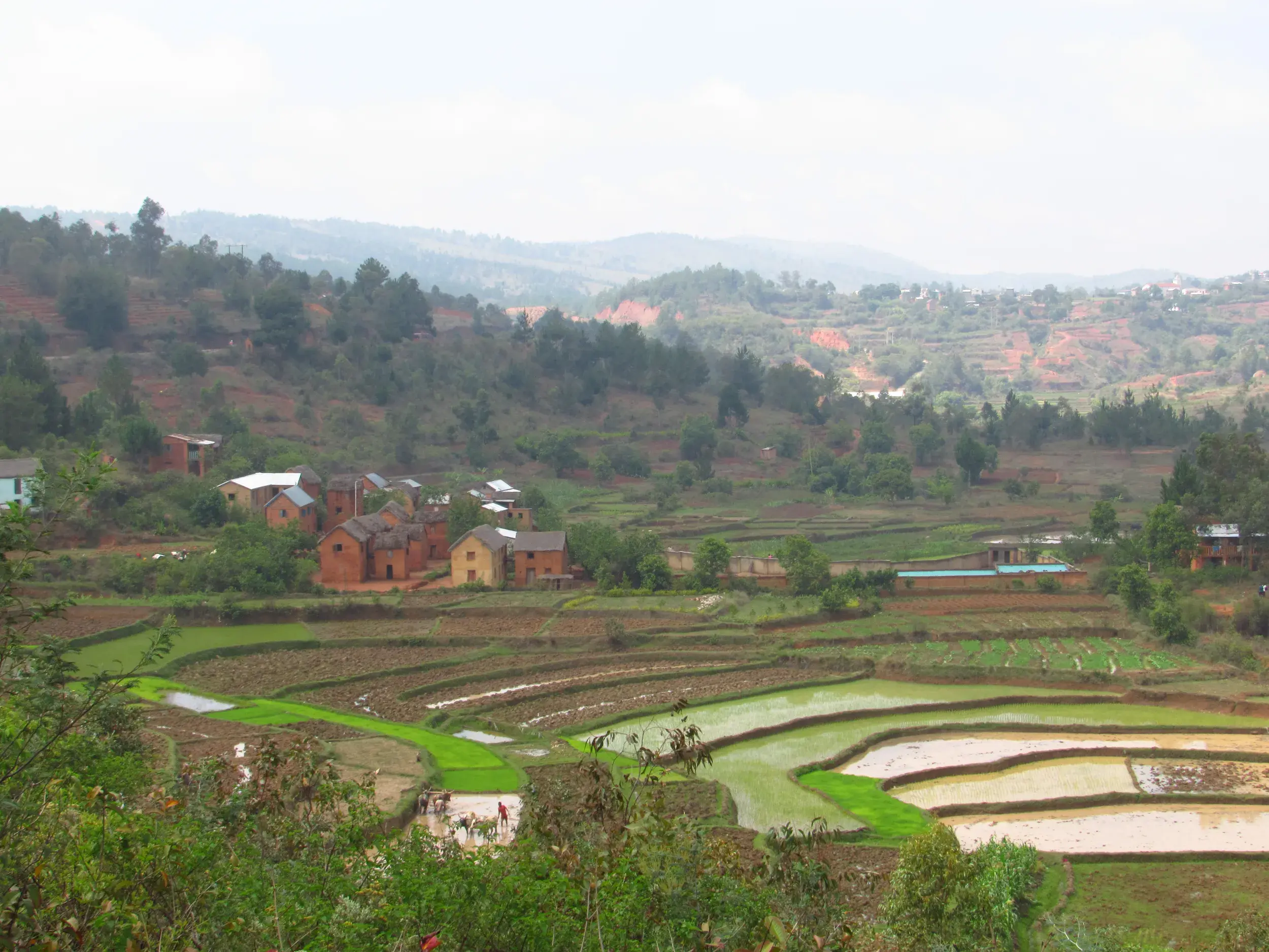 Grüne Reisterrassen und traditionelle rote Lehmhäuser in einem Dorf im zentralen Hochland von Madagaskar.