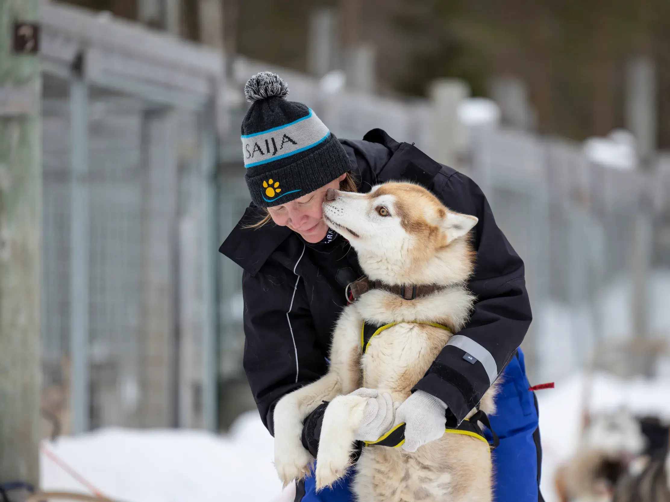 Eine Reiseteilnehmerin mit einer Saija-Wollmütze hält einen Husky liebevoll im Arm, der ihr Gesicht leckt, in der verschneiten Saija Lodge in Finnland.