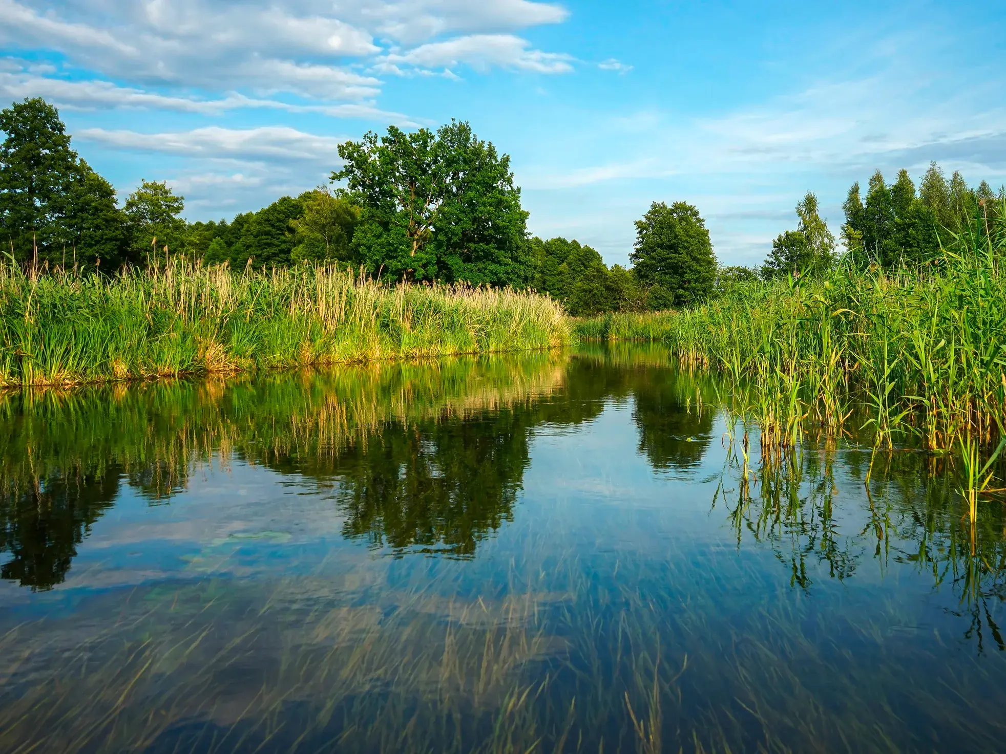 Ruhige Stakenbootfahrt auf einem klaren Fluss bei Krutyn in den Masuren, umgeben von hohem Schilf und grünen Bäumen.