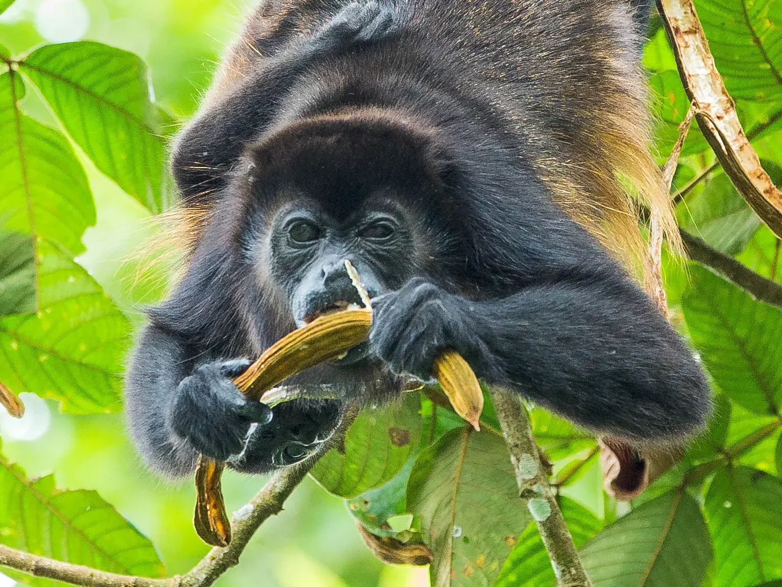 Ein schwarzer Brüllaffe knabbert kopfüber an einer Schote, während er in den Baumkronen von Costa Ricas Regenwald hängt.