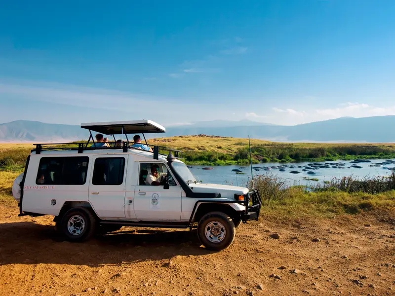 Reisende einer Studienreise beobachten von einem Safari-Jeep aus eine Herde Flusspferde in einem Pool im Ngorongoro-Krater.