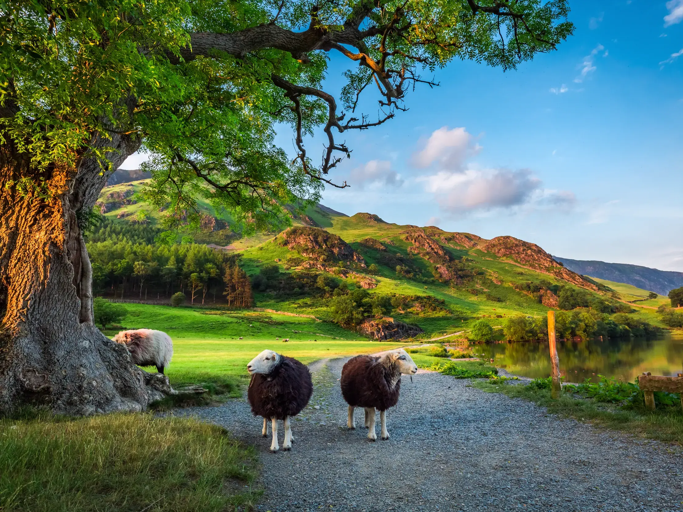 Zwei Schafe auf einem Weg im UNESCO-Welterbe Lake District, umgeben von grünen Hügeln und einem See bei Abendsonne.