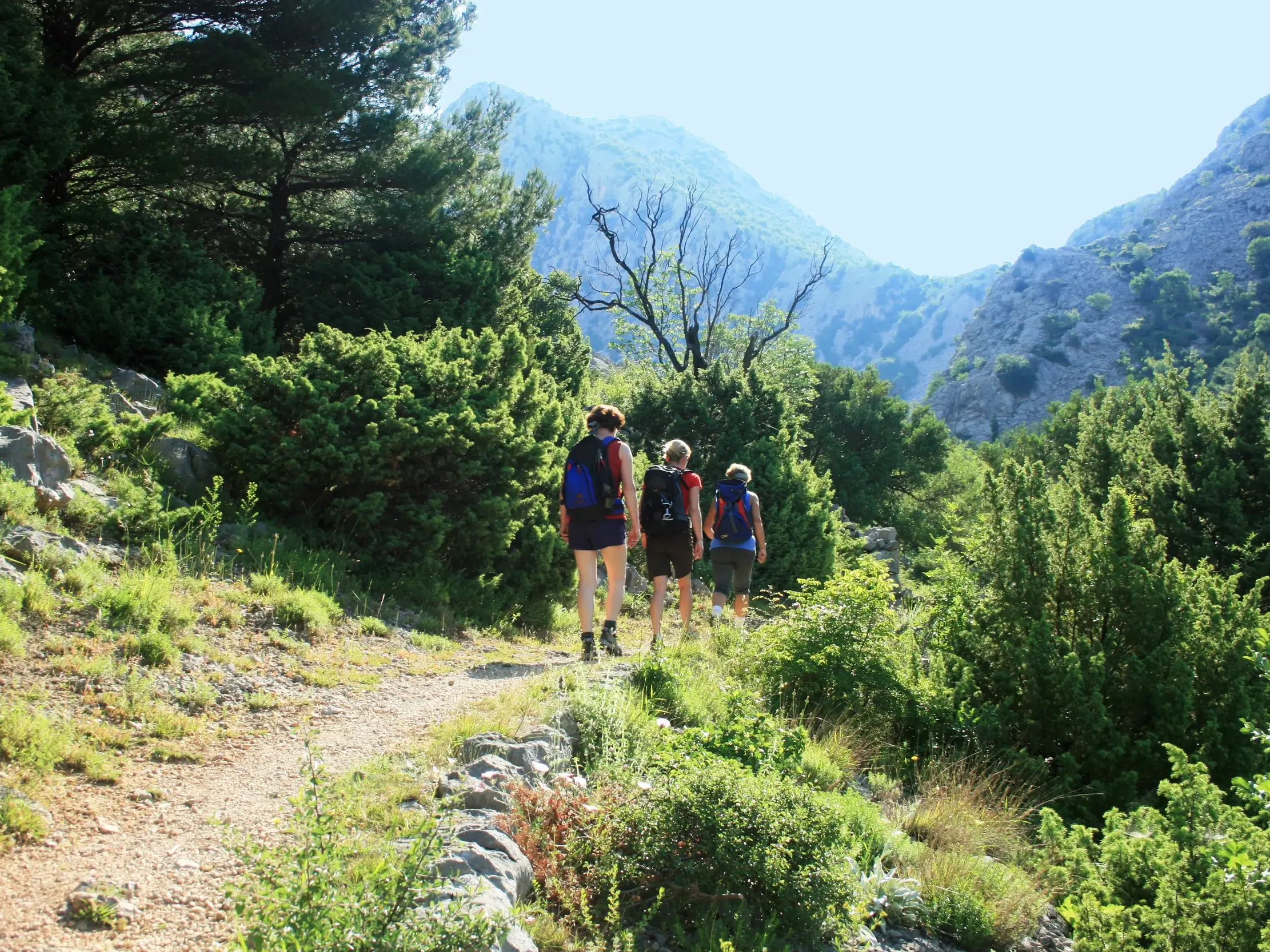 Kleine Wandergruppe folgt einem Schotterpfad durch die grüne Macchia im sonnigen Nationalpark Paklenica in Kroatien.