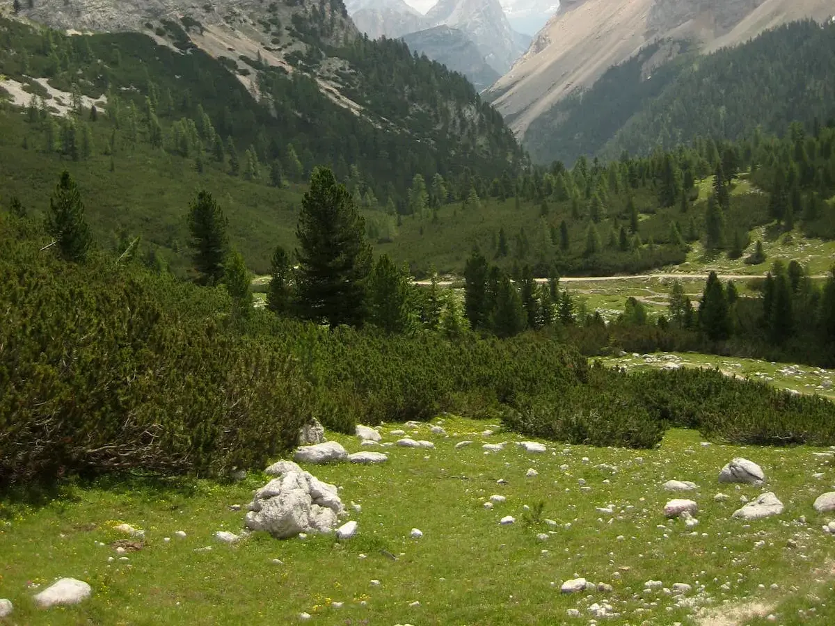 Eine Wanderung durch die Dolomiten: Grüne Almwiesen mit Felsen und Latschenkiefern im Fanes-Gebiet in Südtirol.