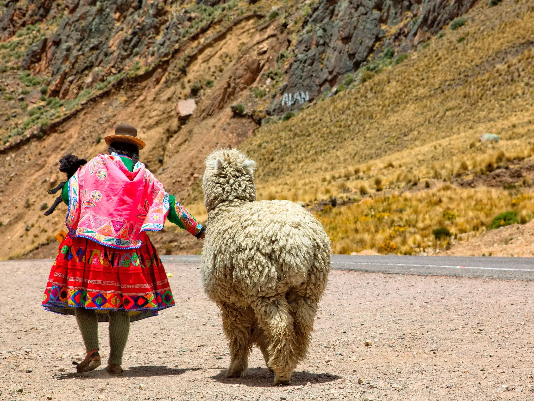 Einheimische Frau in bunter, traditioneller Tracht führt ein Alpaka und trägt ein schwarzes Lamm am Straßenrand im Altiplano.