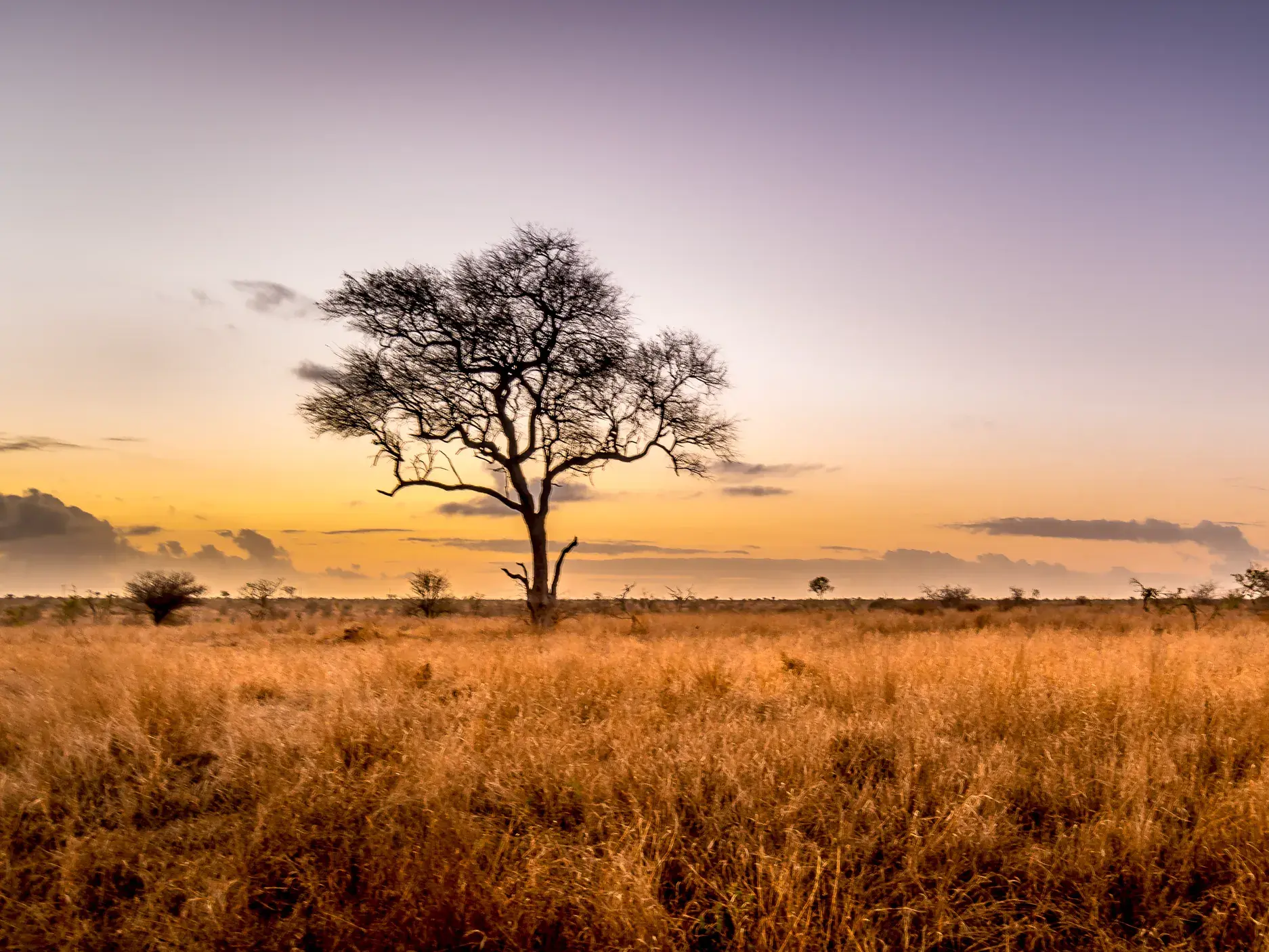 Ein kahler Baum in der weiten Savanne des Krüger-Nationalparks bei einem stimmungsvollen Sonnenuntergang.