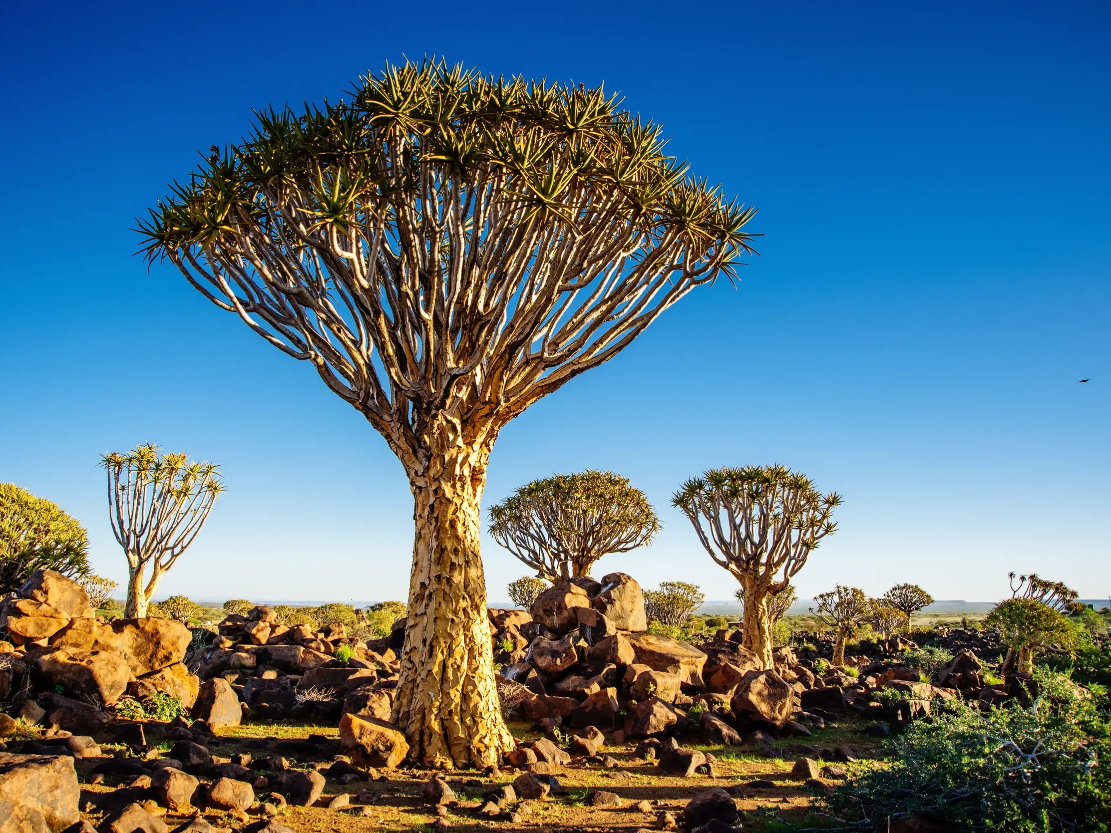 Fotogene Köcherbäume vor dem blauen Himmel Namibias in der felsigen Landschaft des Köcherbaumwaldes bei Keetmanshoop sehen Reisegäste bei einer Rundreise mit Studiosus.