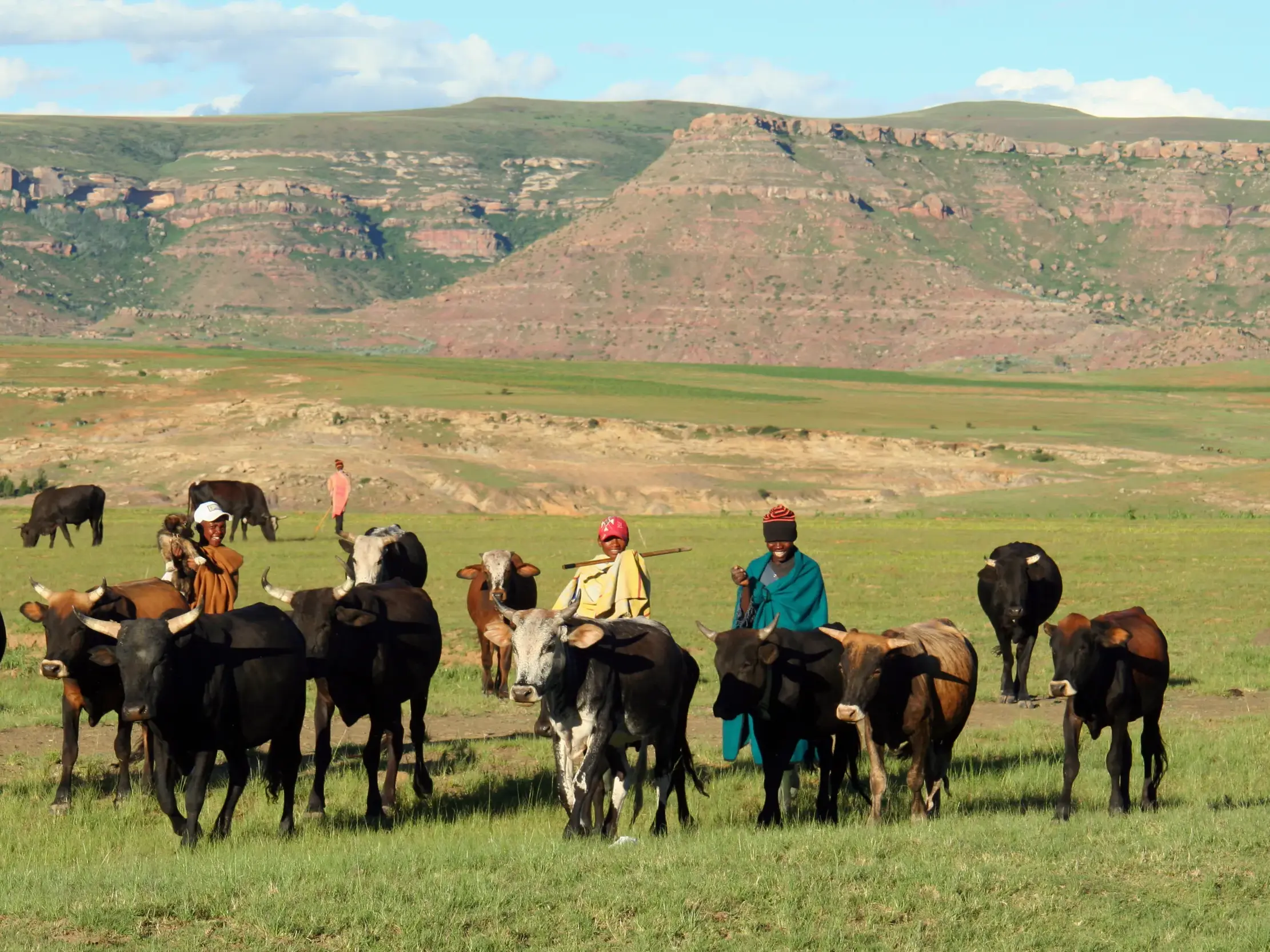 Bei der Rundreise mit Studiosus sieht der Gast vielleicht traditionell gekleidete Basotho-Hirten mit einer Rinderherde in der beeindruckenden Bergwelt des Gebirgsstaats Lesotho.
