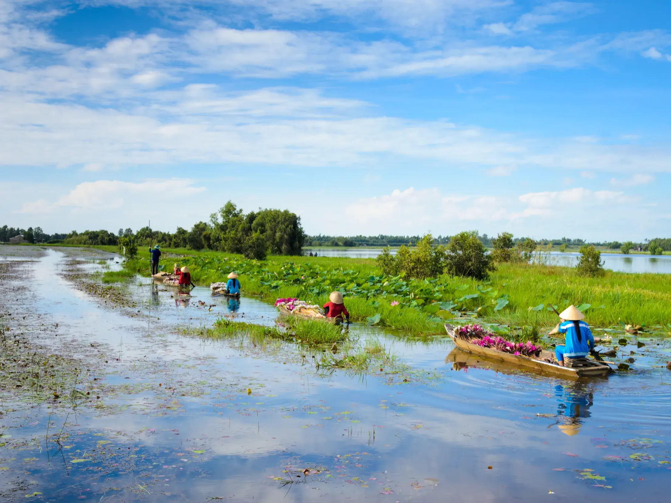 Bauern mit traditionellen Kegelhüten ernten rosa Seerosen von ihren Booten im üppig grünen Mekongdelta Vietnams.