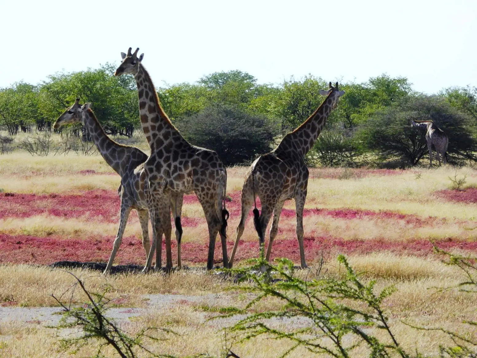Drei Giraffen einer Herde in der weiten Savanne Namibias bei einer Tierbeobachtung im Etosha Nationalpark.