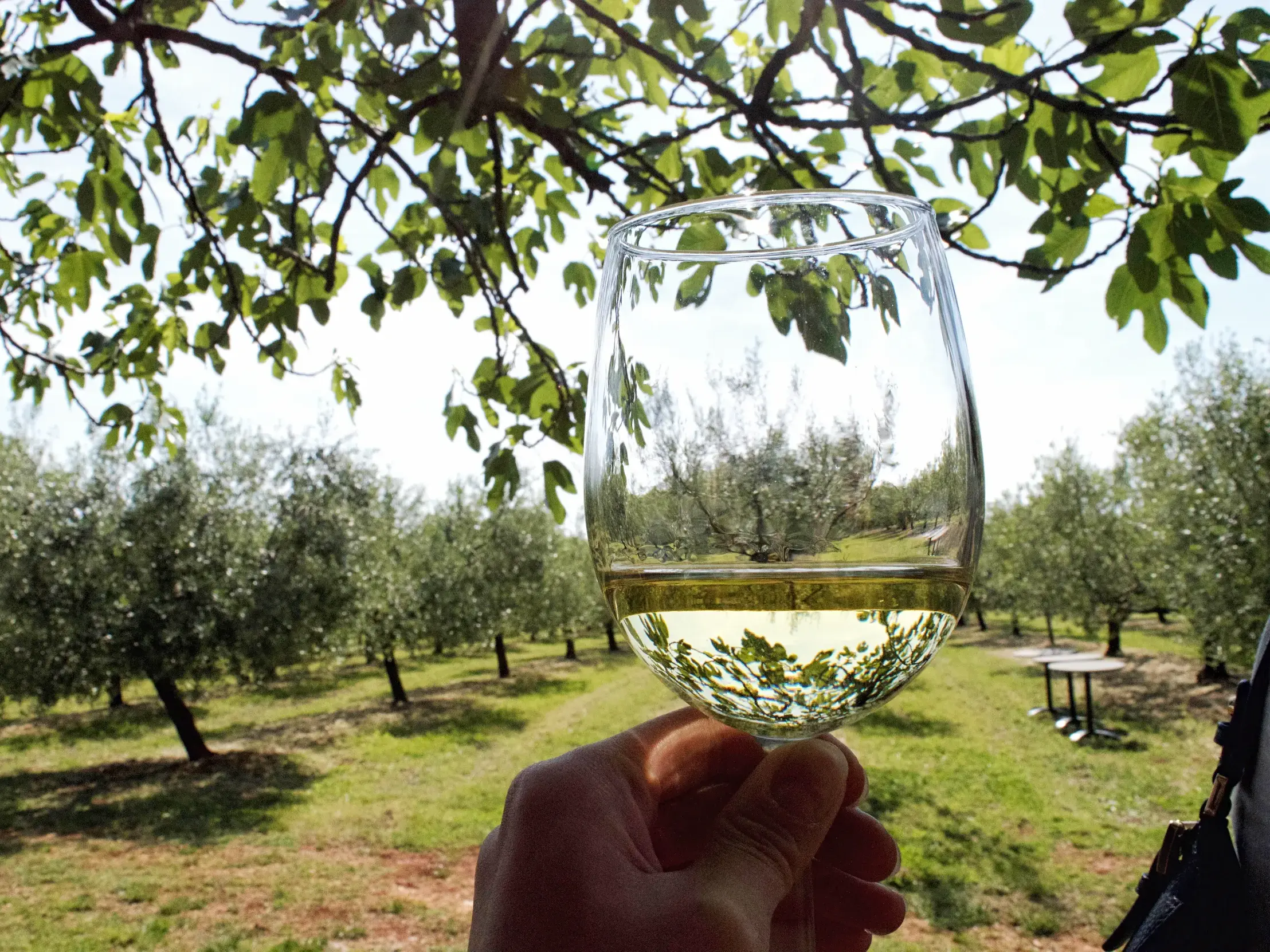 Eine Hand hält ein Weinglas mit Weißwein bei einer Verkostung in einem sonnigen Olivenhain im Hinterland von Istrien.