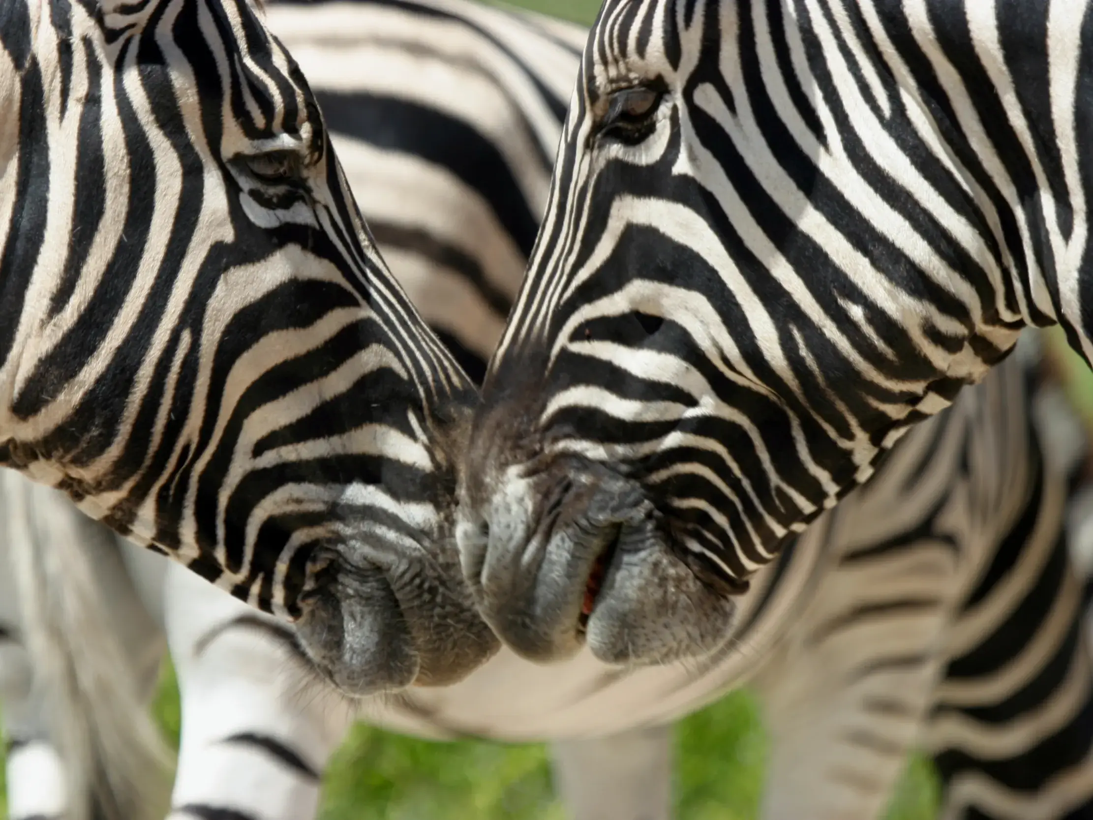 Nahaufnahme von zwei Zebras, deren Köpfe sich in der Savanne des Etoscha-Nationalparks in Namibia zärtlich berühren.