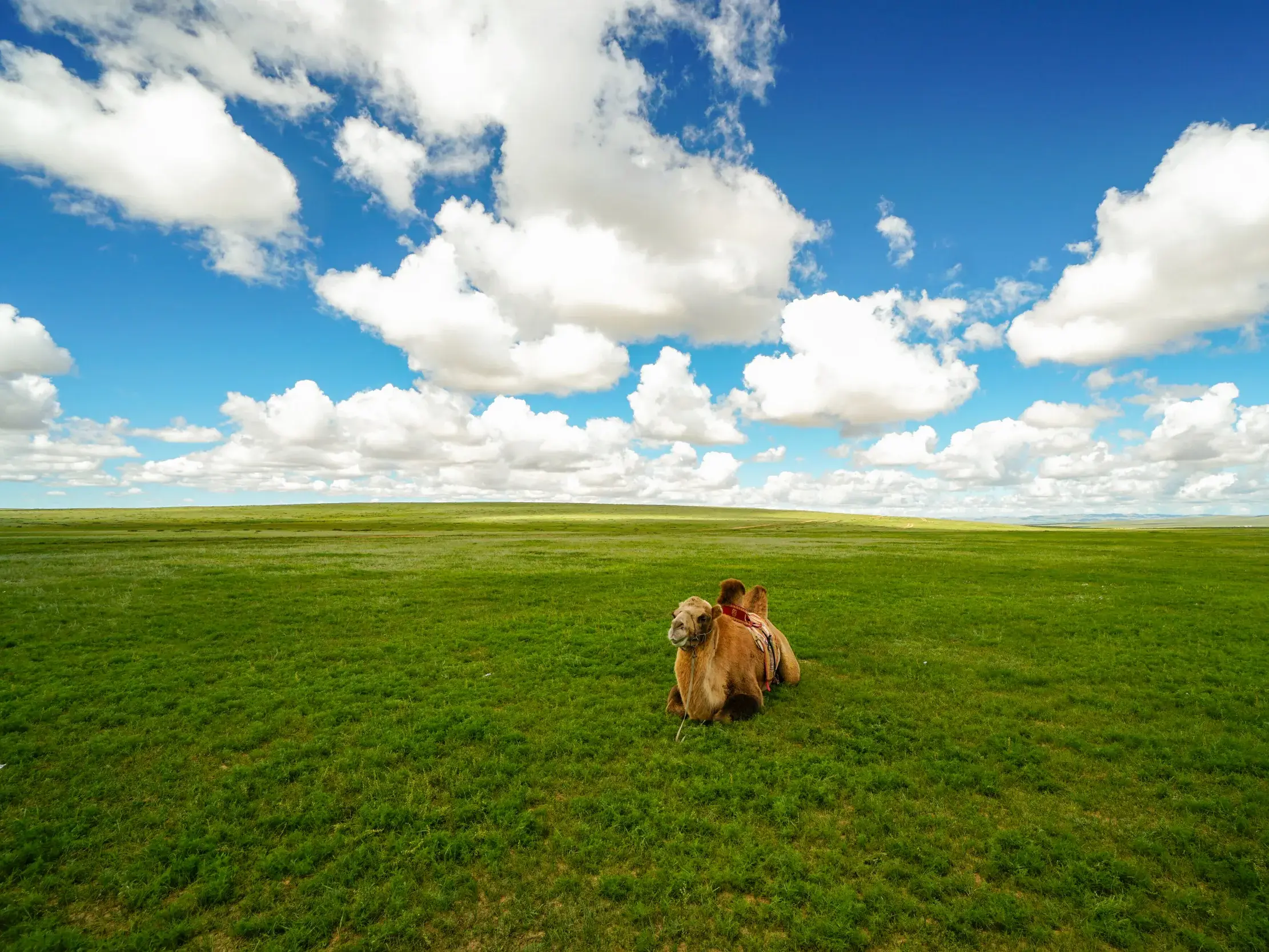 Ein gesatteltes Trampeltier ruht auf einer weiten grünen Wiese während eines Kameltrekkings in der Mongolei.