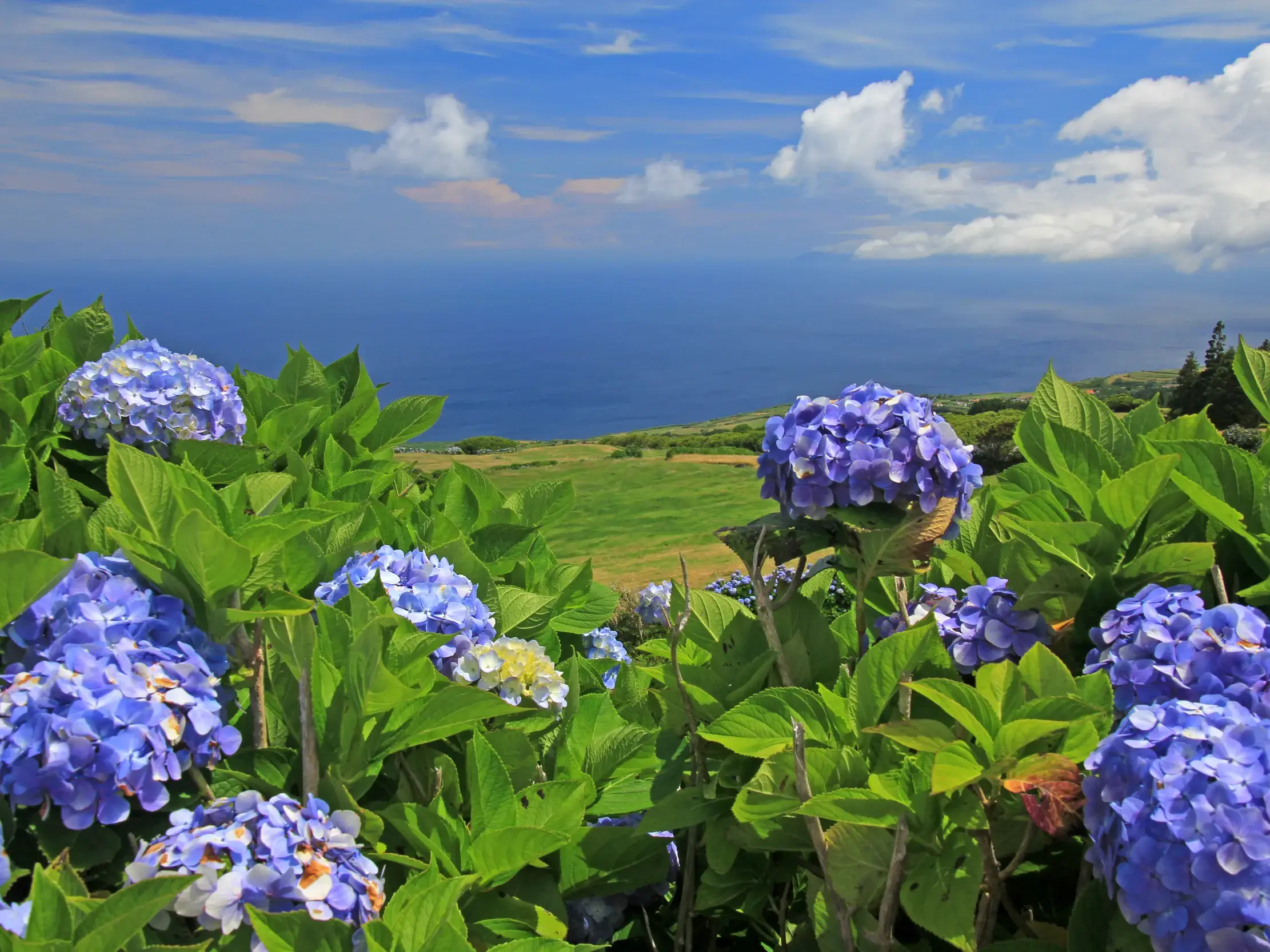 Üppige blaue Hortensien an der grünen Küste der Azoren-Insel Sao Miguel mit weitem Blick über den blauen Atlantik.