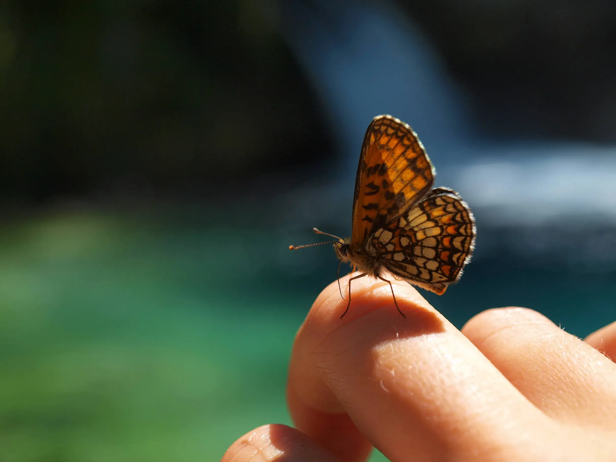 Ein bunter Falter mit orange-schwarzen Flügeln ruht auf der Hand eines Wanderers am Blauen Auge in den albanischen Alpen.