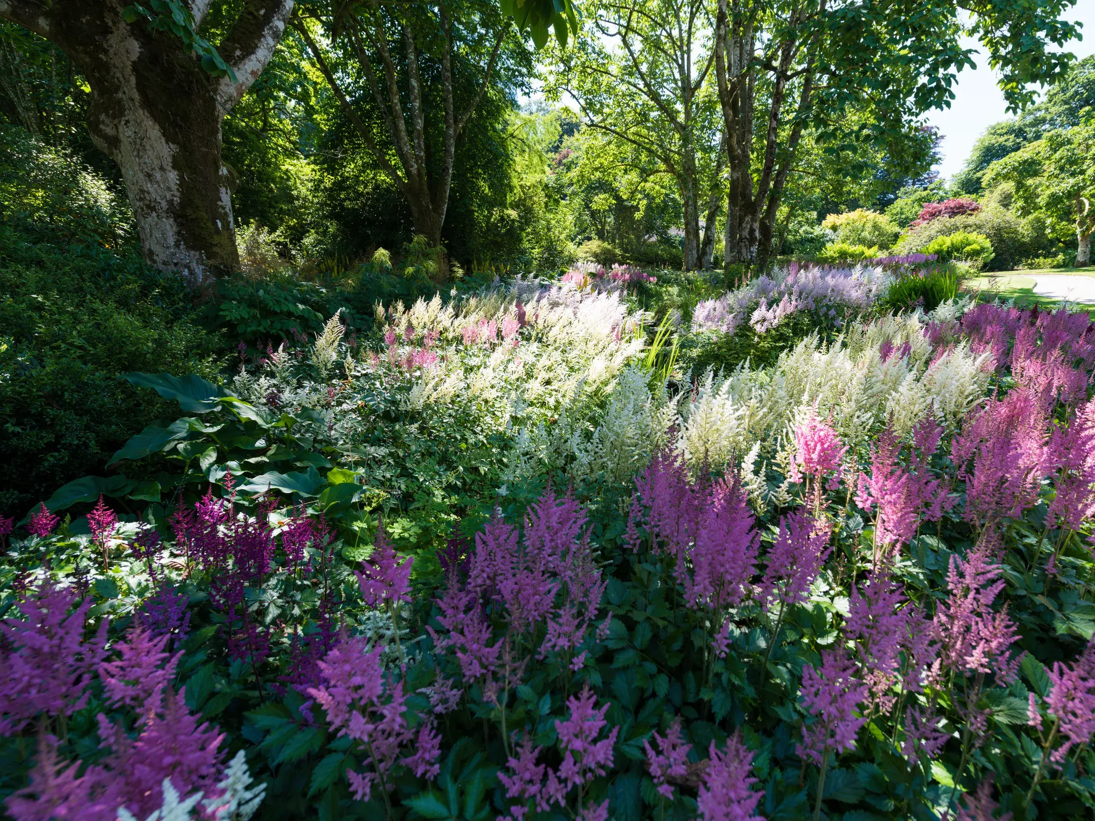 Üppiges Blumenbeet mit lila und weißen Blütenrispen im sonnendurchfluteten Trebah Garden in Cornwall umgeben von Bäumen.