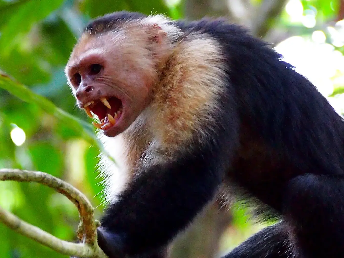 Ein fauchender Weißkopf-Kapuzineraffe auf einem Ast im Corcovado-Nationalpark in Costa Rica zeigt seine spitzen Zähne.