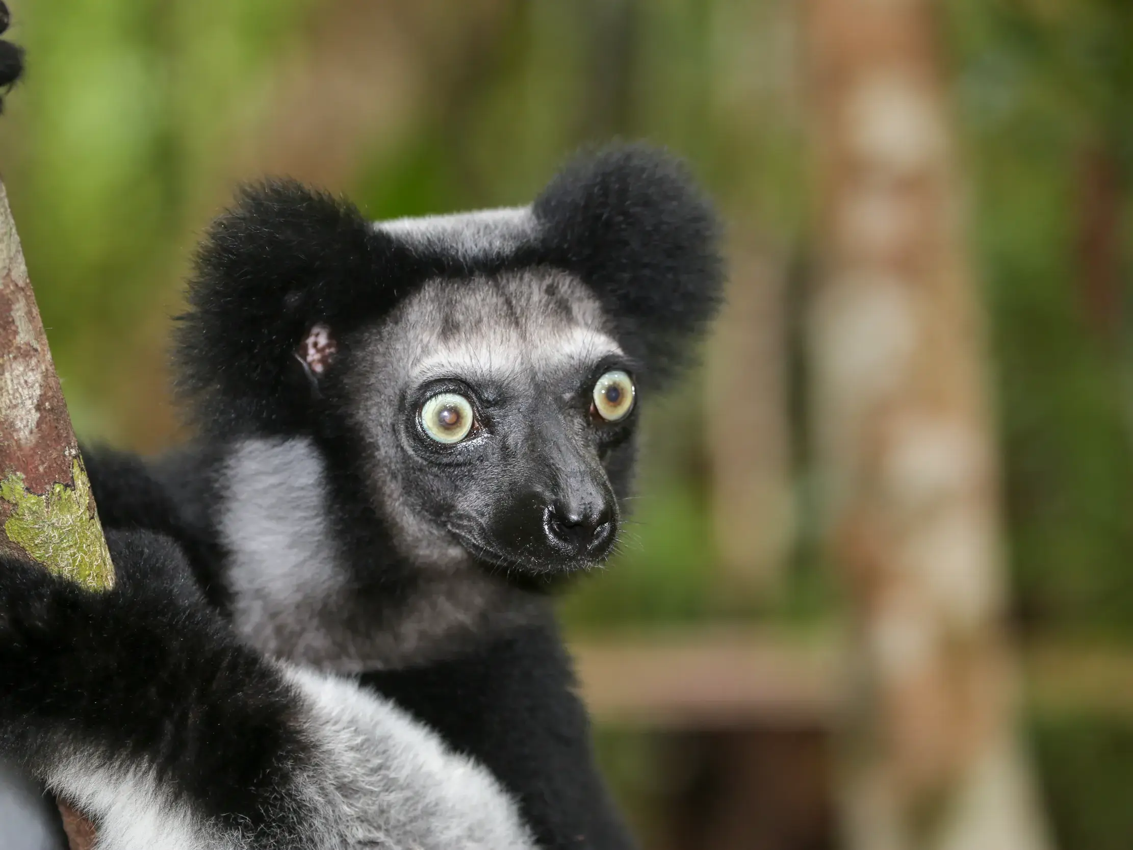 Nahaufnahme eines endemischen Indri-Lemurs mit großen, wachen Augen, der sich im Regenwald von Madagaskar an einen Baum klammert.