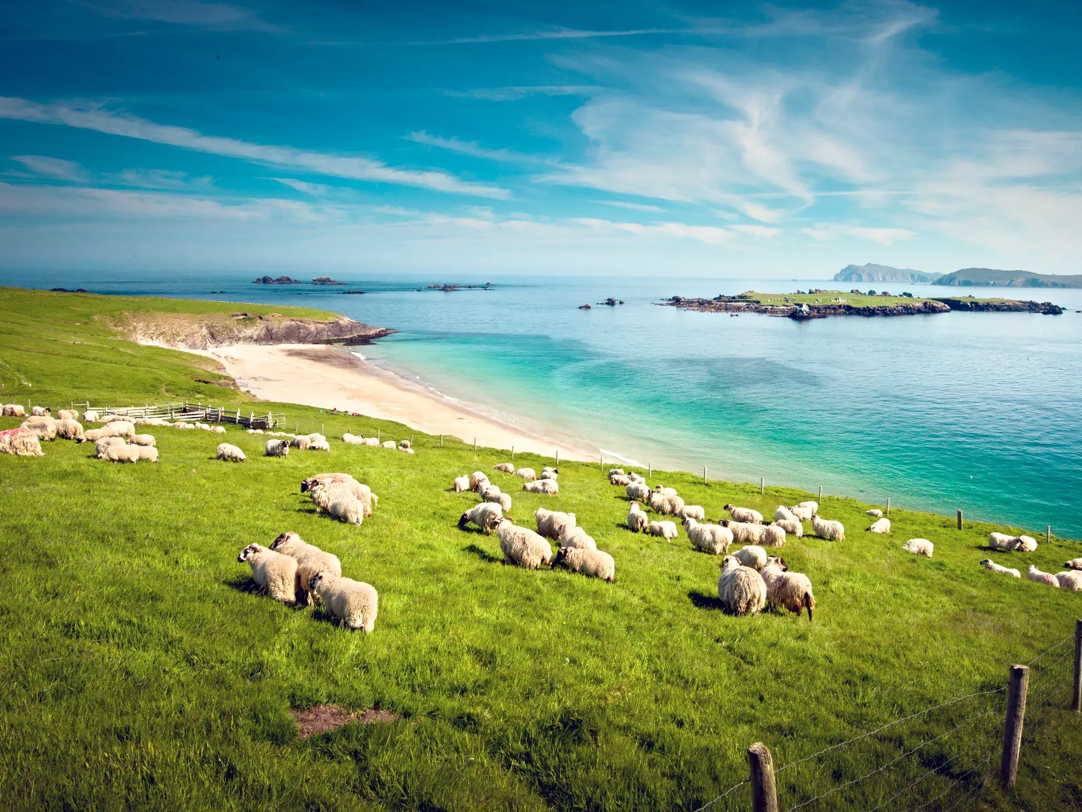 Eine Schafherde grast auf einer saftig grünen Wiese an der Küste der Halbinsel Dingle mit Blick auf den Atlantik.