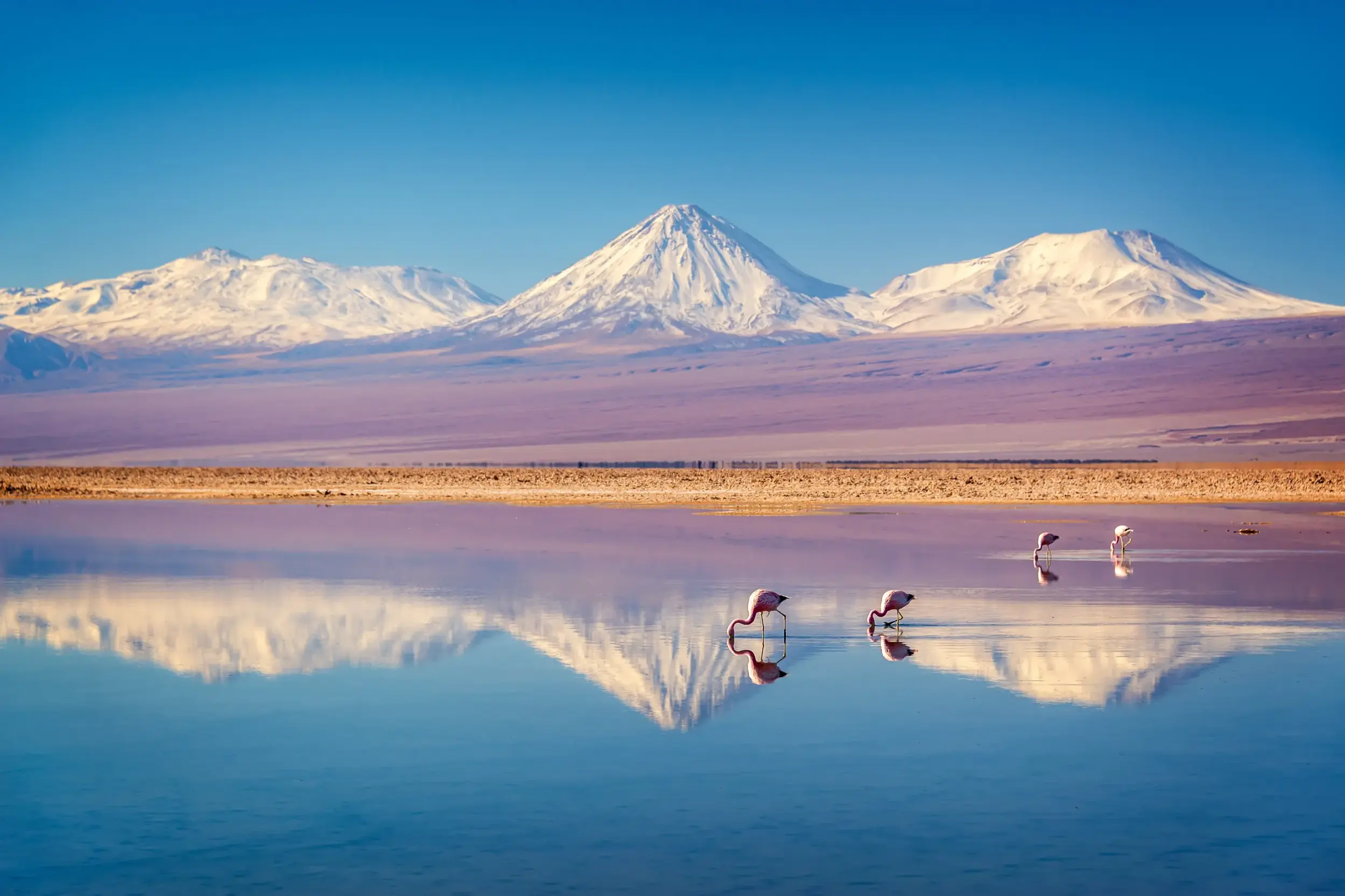Rosa Flamingos suchen in einer Lagune in Chiles Atacama-Wüste nach Futter. Im Wasser spiegeln sich die schneebedeckten Anden.