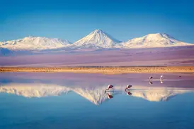 Rosa Flamingos suchen in einer Lagune in Chiles Atacama-Wüste nach Futter. Im Wasser spiegeln sich die schneebedeckten Anden.