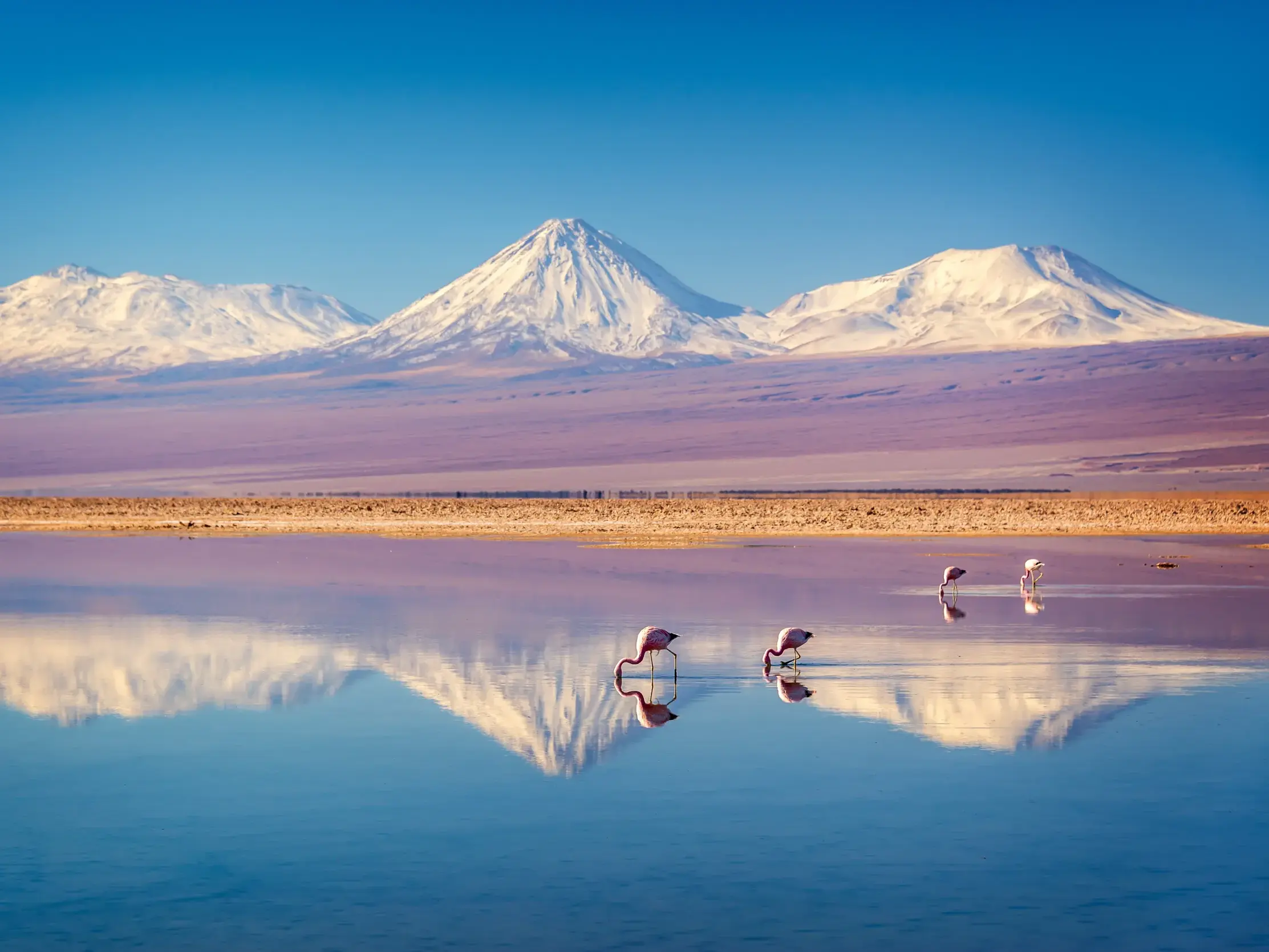 Rosa Flamingos waten in der Laguna Verde, während sich der schneebedeckte Vulkan Licancabur im ruhigen Wasser spiegelt.