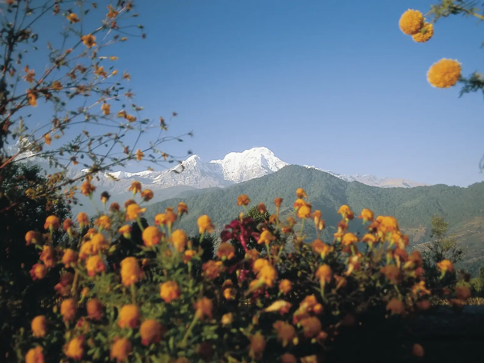 Gelbe Ringelblumen im Vordergrund, dahinter der Panoramablick auf das schneebedeckte Annapurna-Massiv im Himalaya in Nepal.
