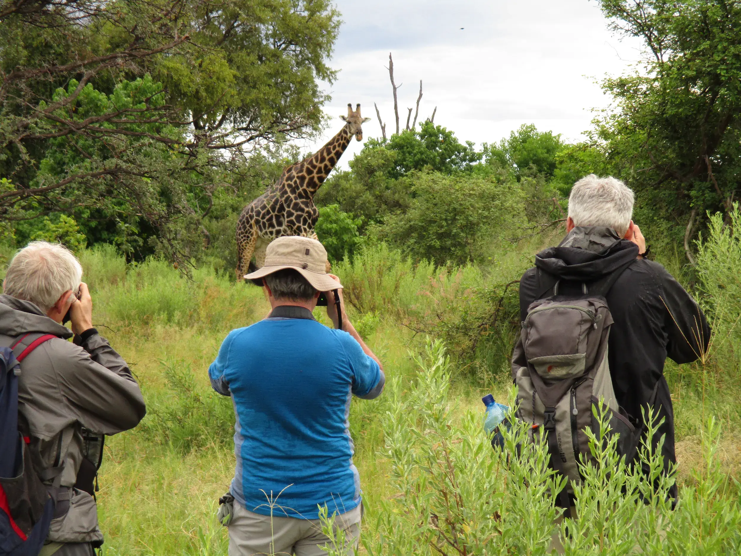 Drei Männer einer Reisegruppe fotografieren auf einer Pirschwanderung eine Giraffe im grünen Buschland von Botswana.