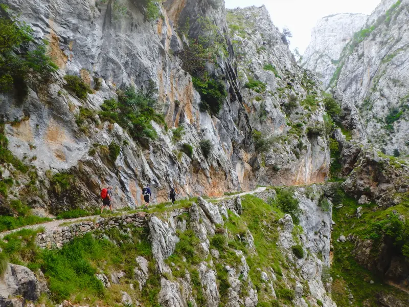 Wandergruppe beim Trekking auf einem schmalen, in die Felswand gehauenen Pfad in einer tiefen Schlucht der Picos de Europa.