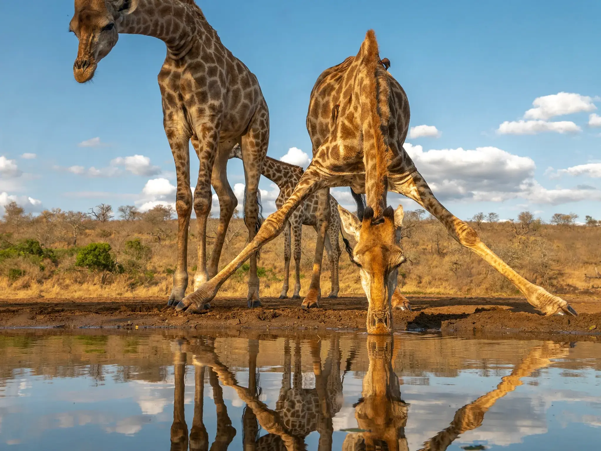 Eine Giraffe trinkt an einem Wasserloch im Krüger-Nationalpark in Südafrika und spiegelt sich dabei im ruhigen Wasser.