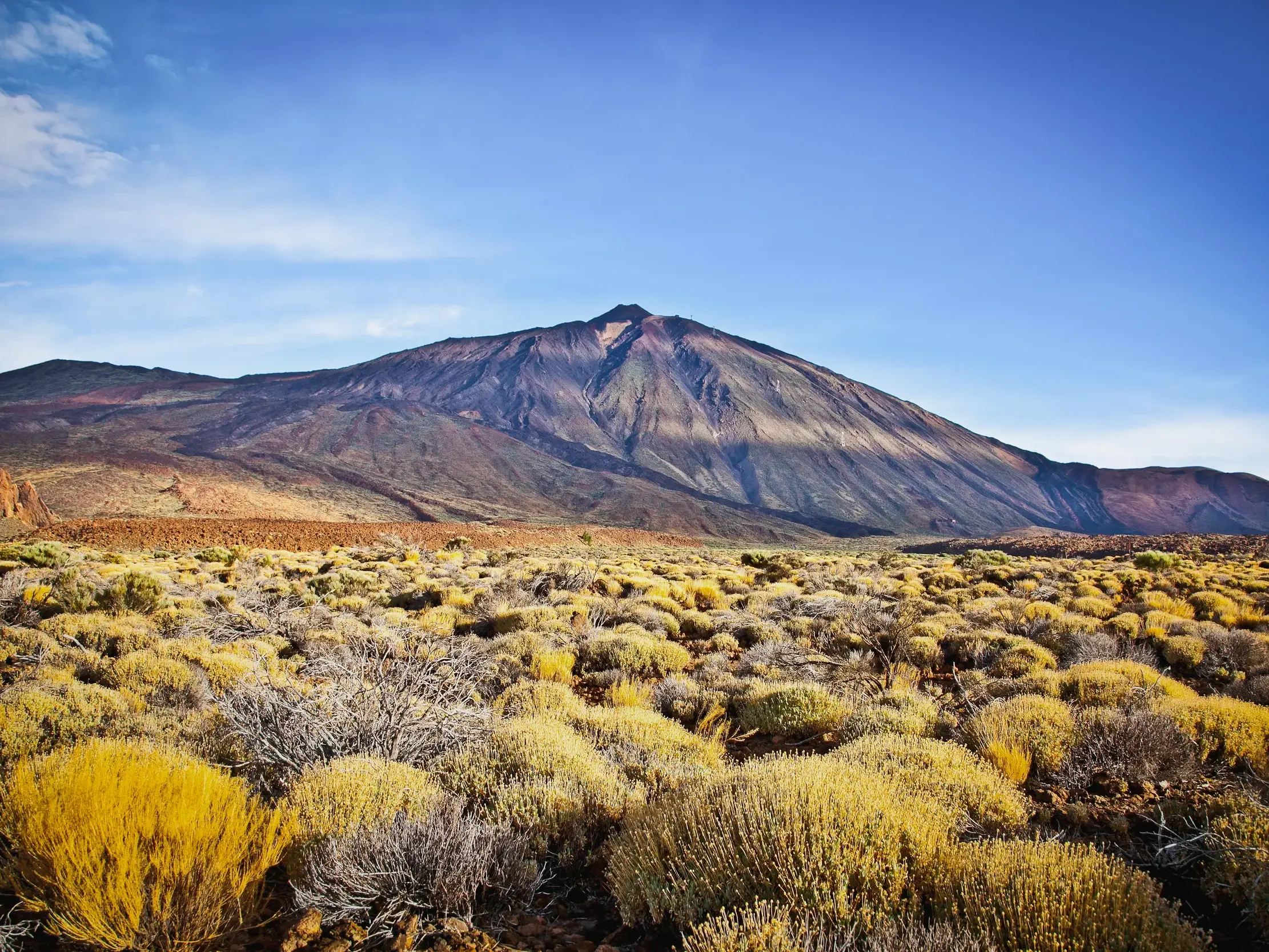 Aride Vulkanlandschaft der Cañadas del Teide auf Teneriffa mit gelben Ginsterbüschen vor dem majestätischen Gipfel des Teide.