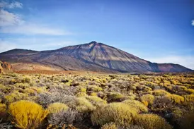 Aride Vulkanlandschaft der Cañadas del Teide auf Teneriffa mit gelben Ginsterbüschen vor dem majestätischen Gipfel des Teide.